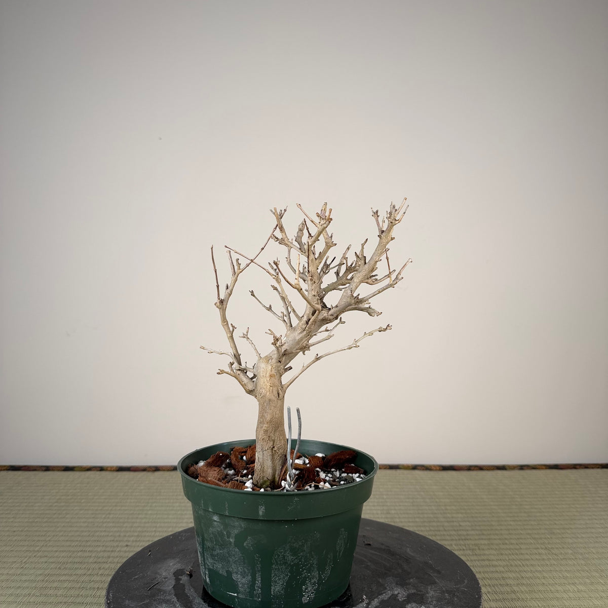 Punica granatum