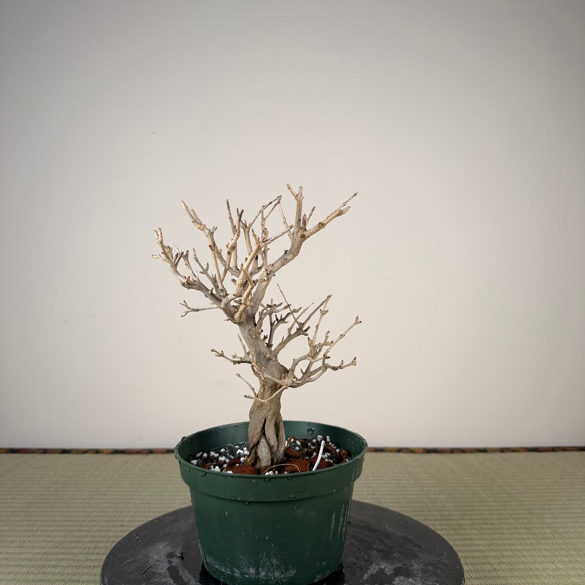 Punica granatum