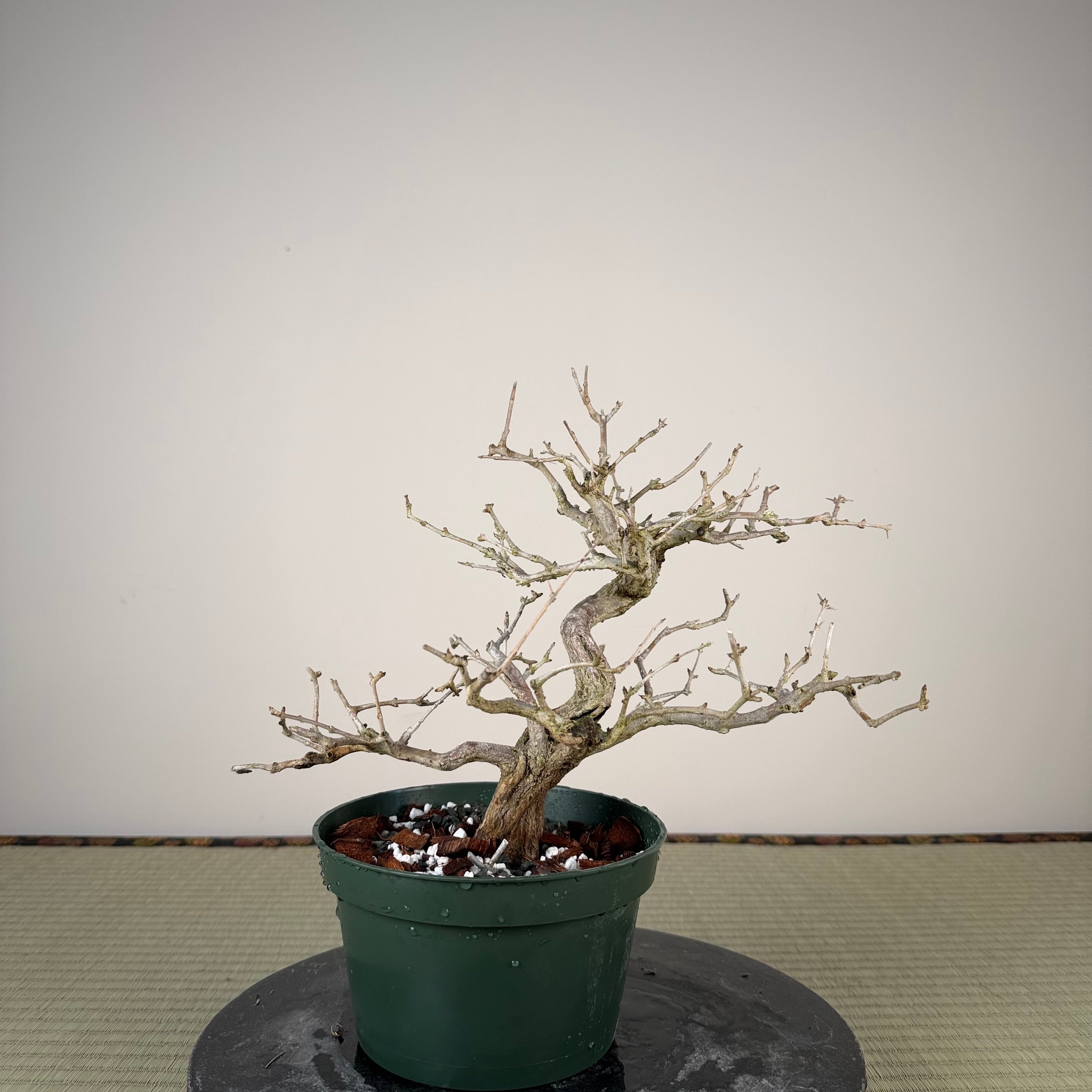 Punica granatum