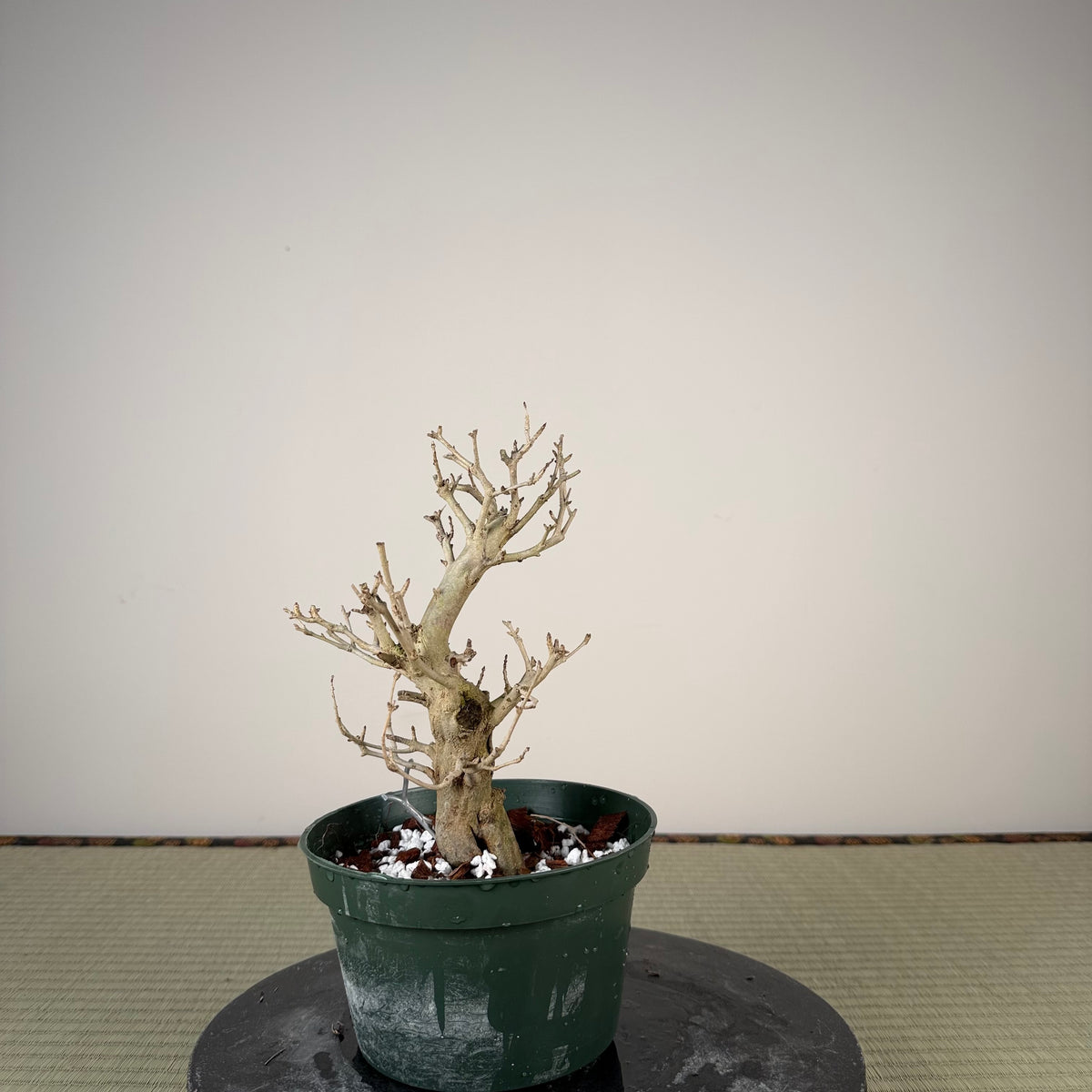 Punica granatum