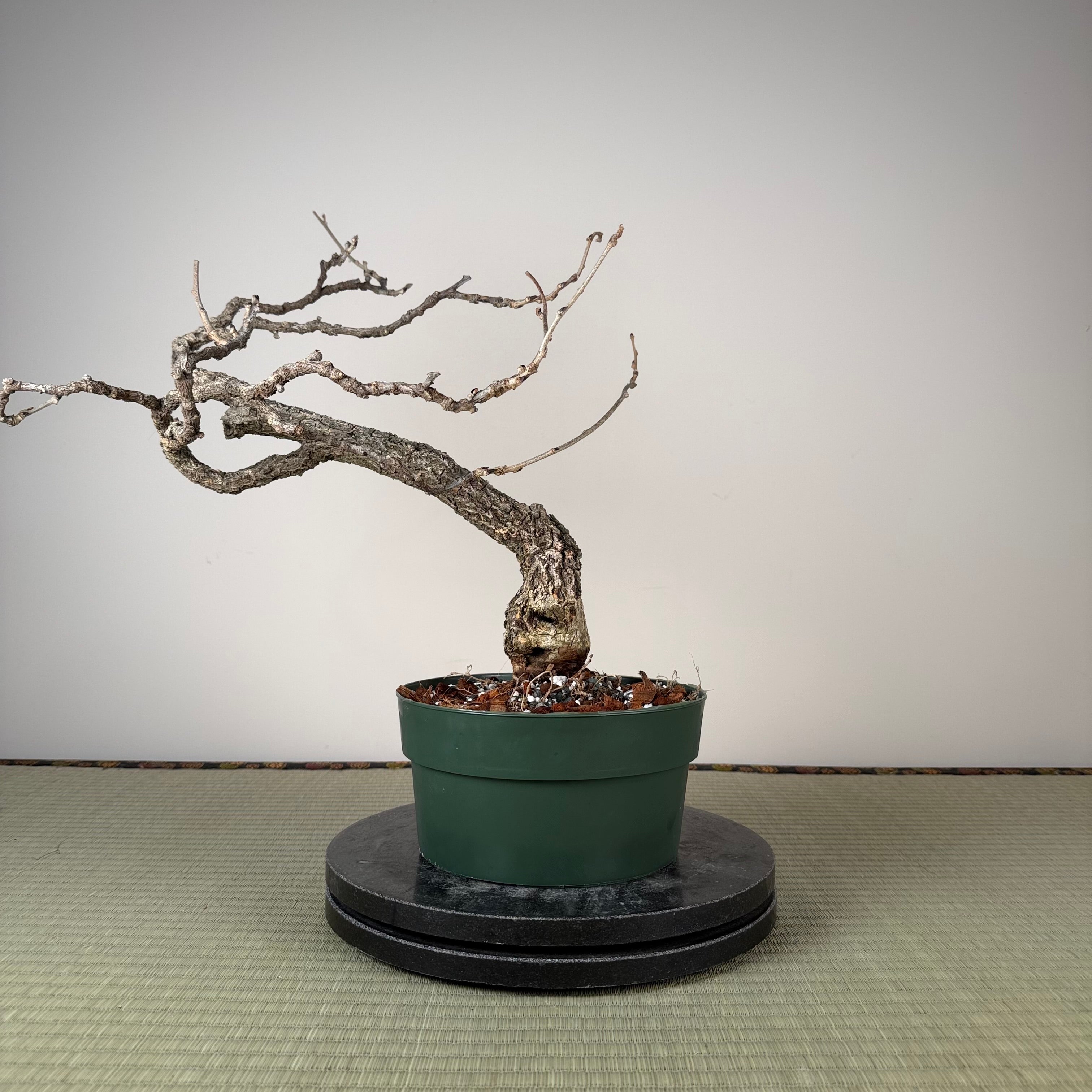Glycine floribunda