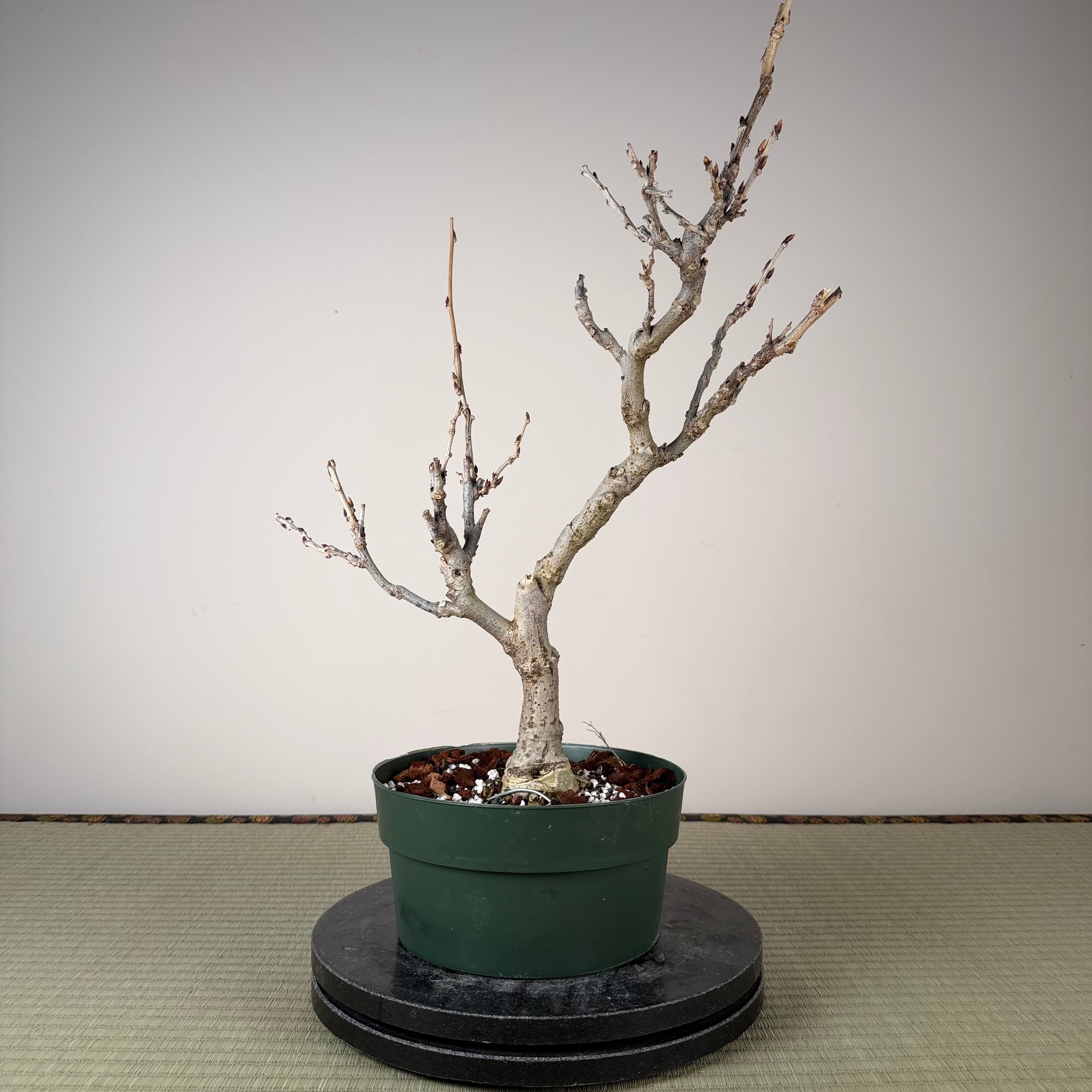 Glycine floribunda