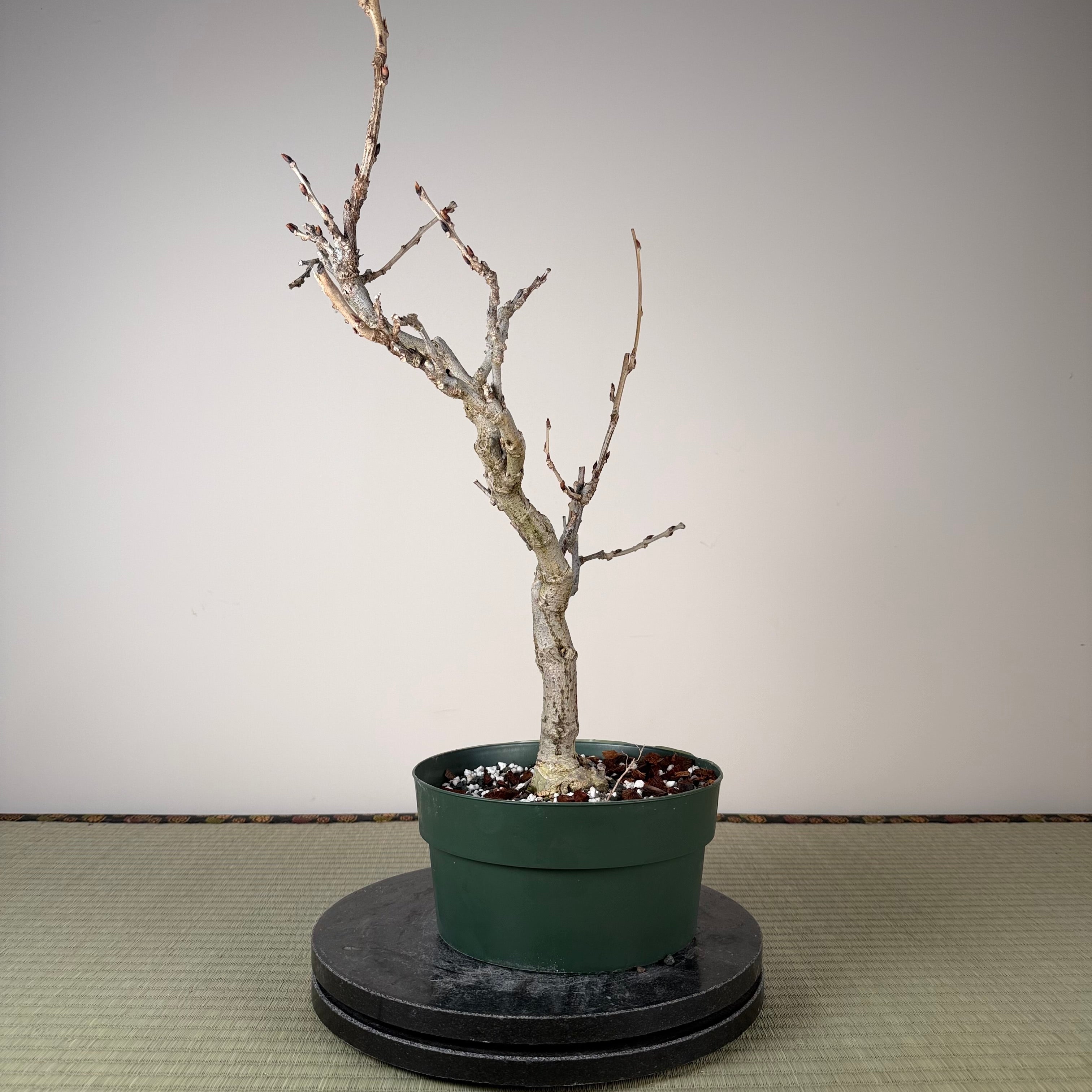 Glycine floribunda