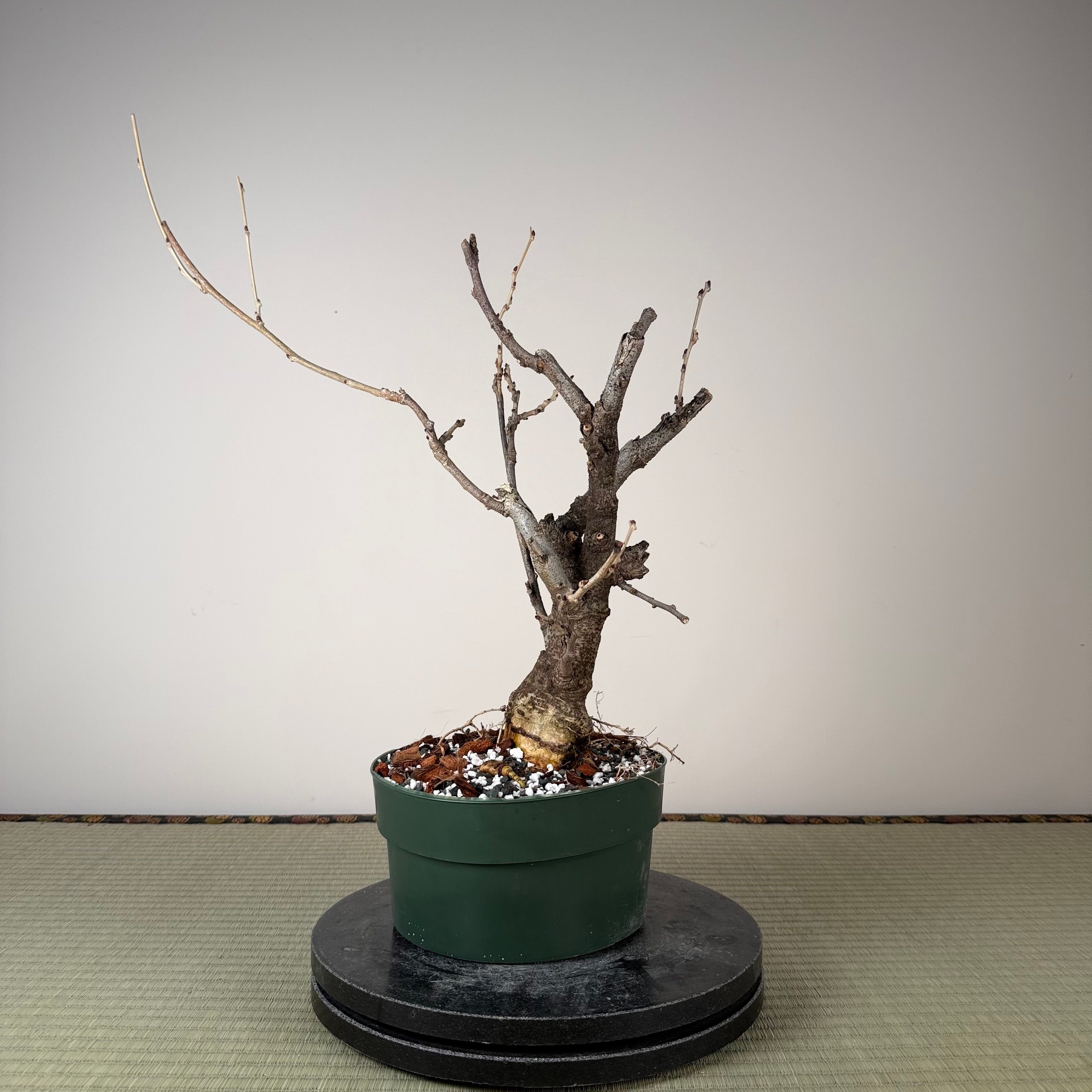 Glycine floribunda