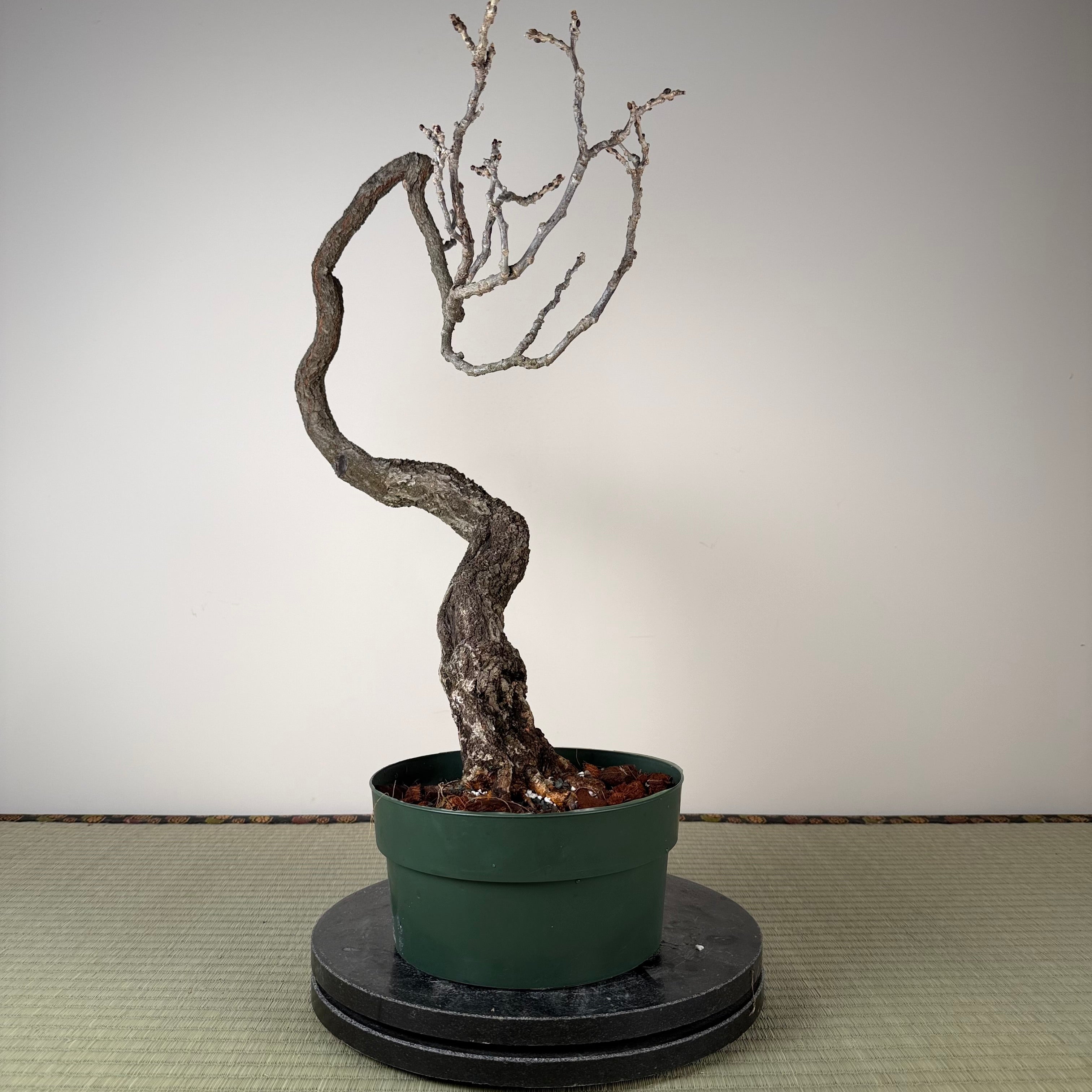 Glycine floribunda