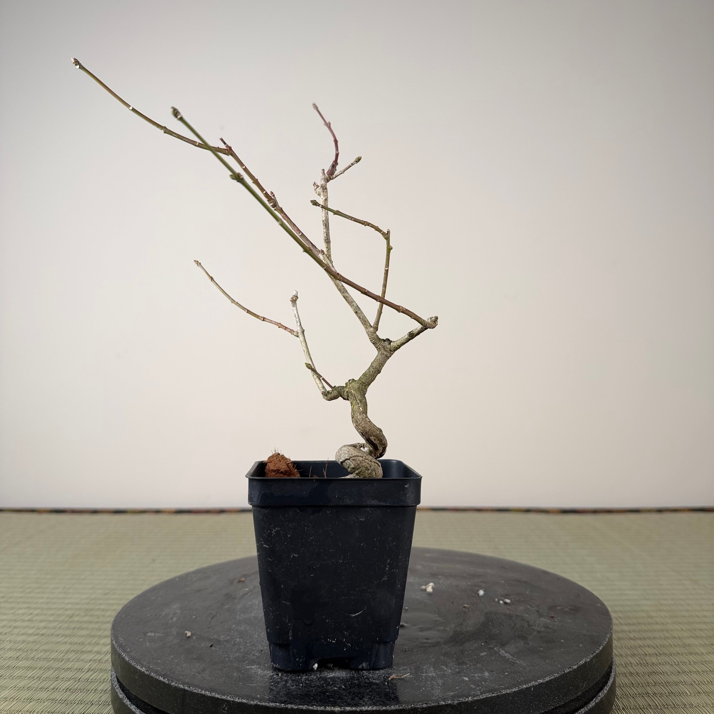 Euonymus