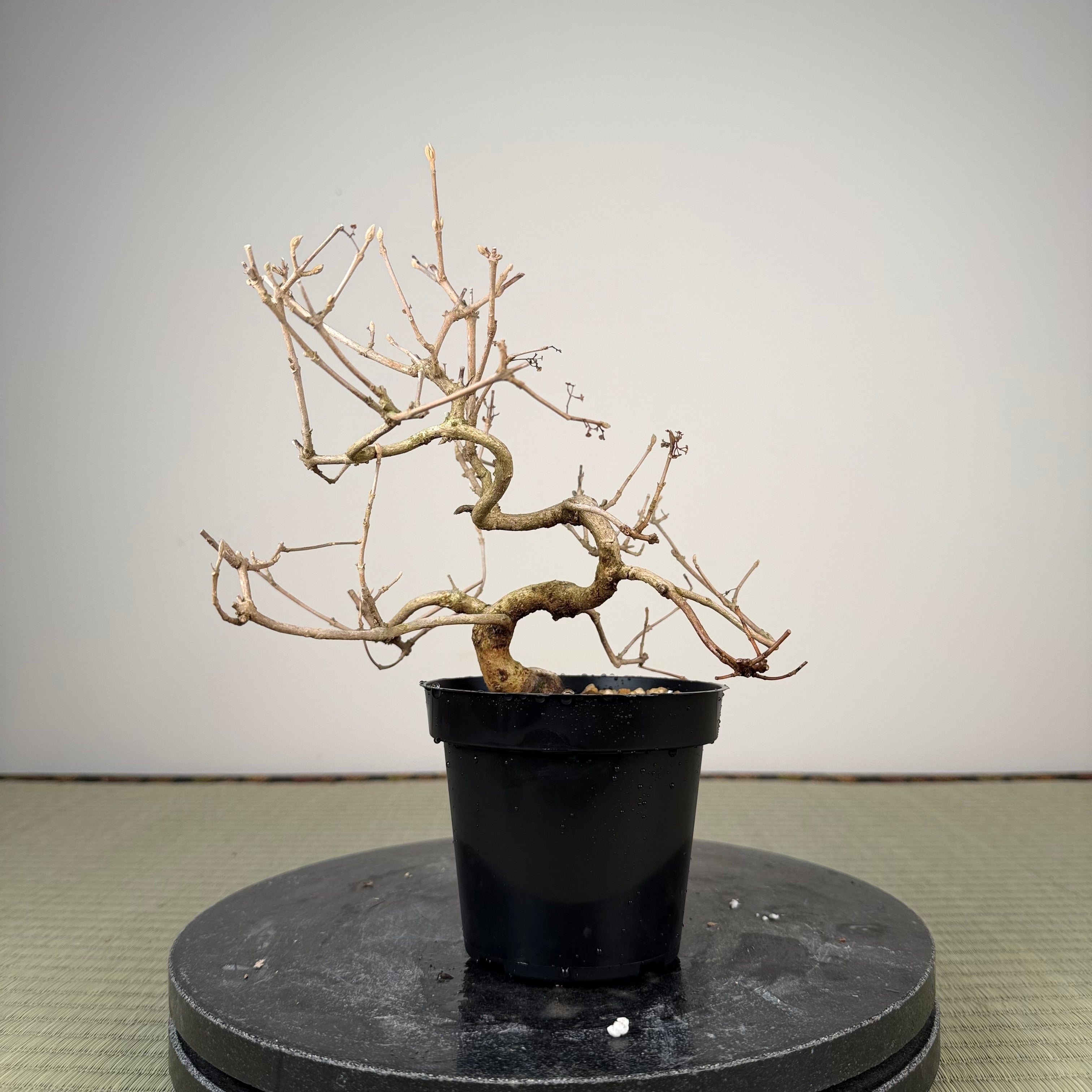 Callicarpa japonica (Toyoda-san)