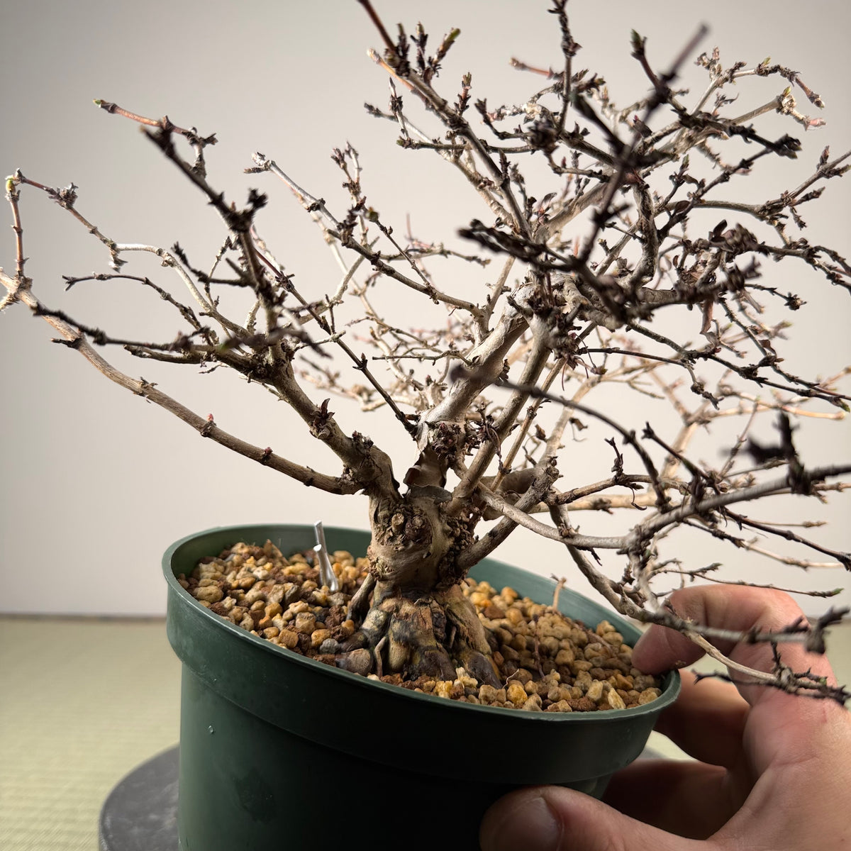 Lonicera gracilipes