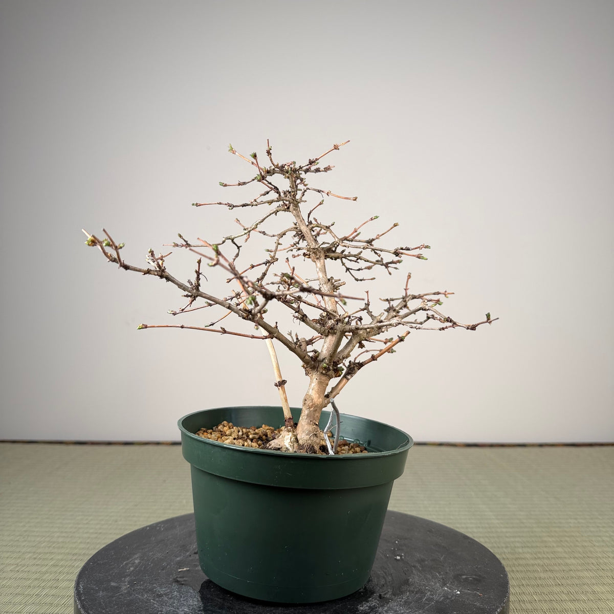 Lonicera gracilipes