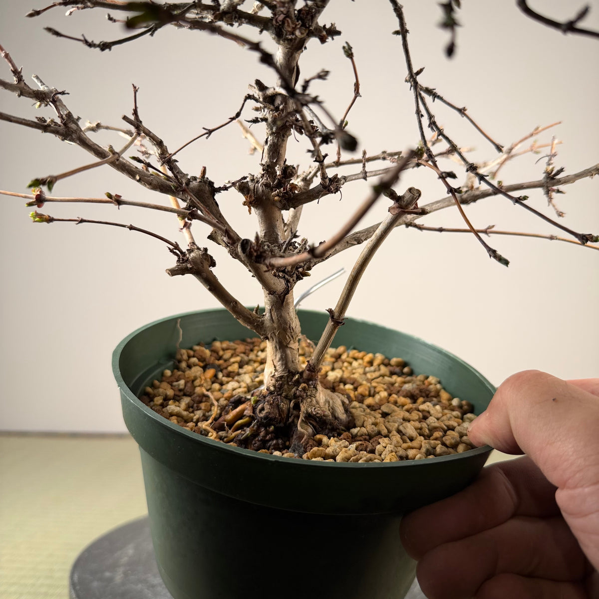 Lonicera gracilipes