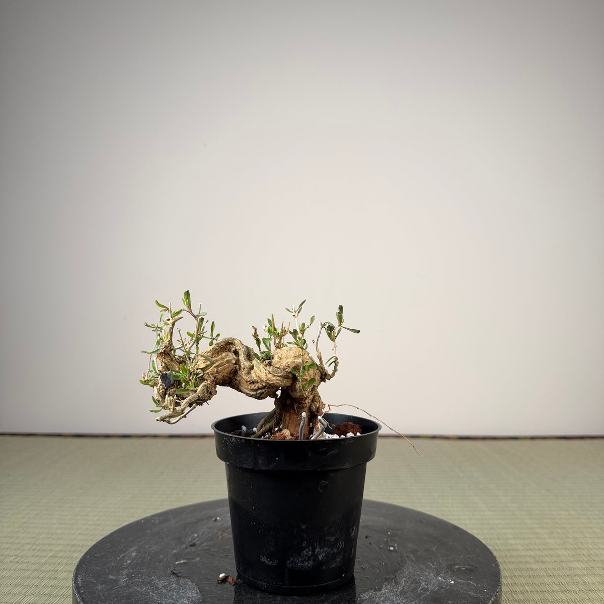 Lycium chinense