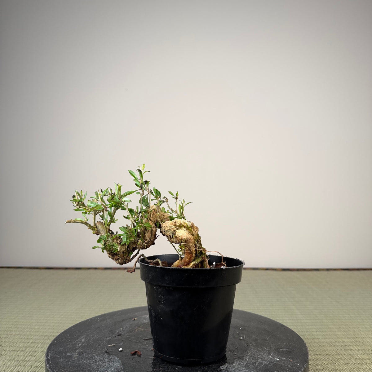 Lycium chinense