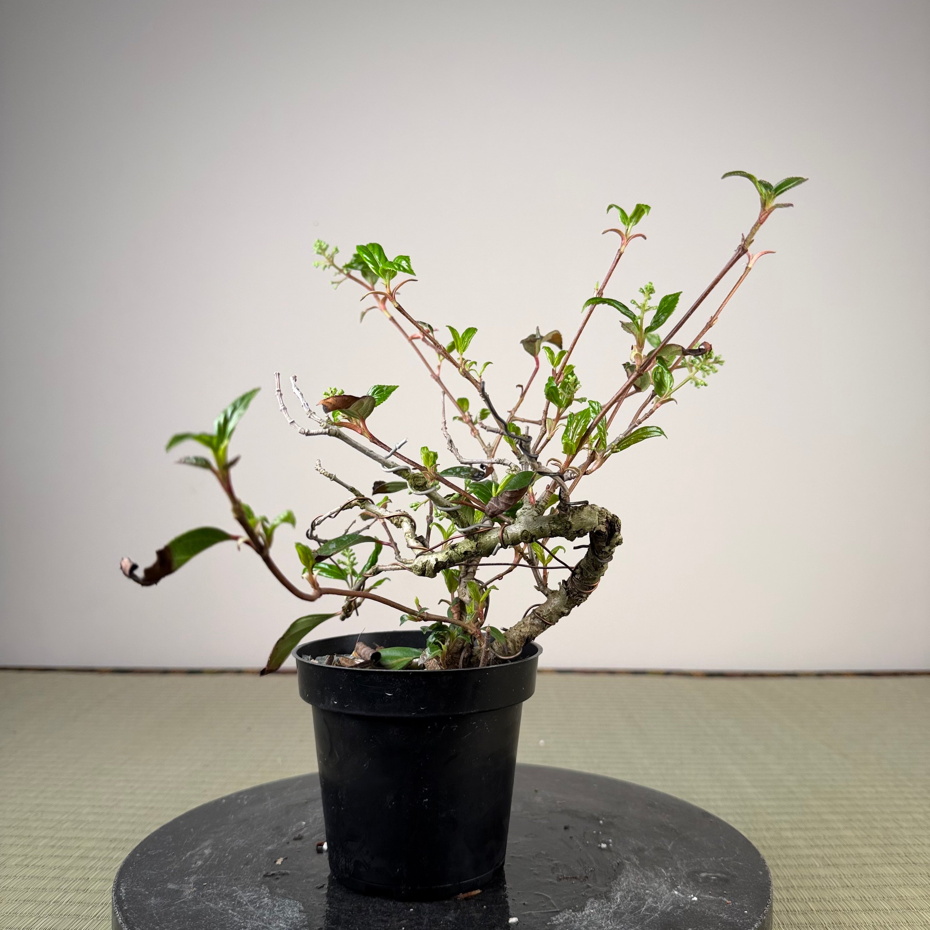 Kadsura japonica