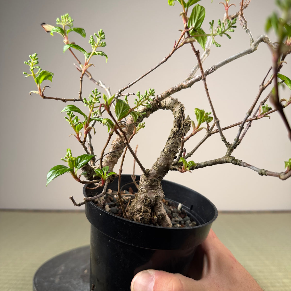 Kadsura japonica