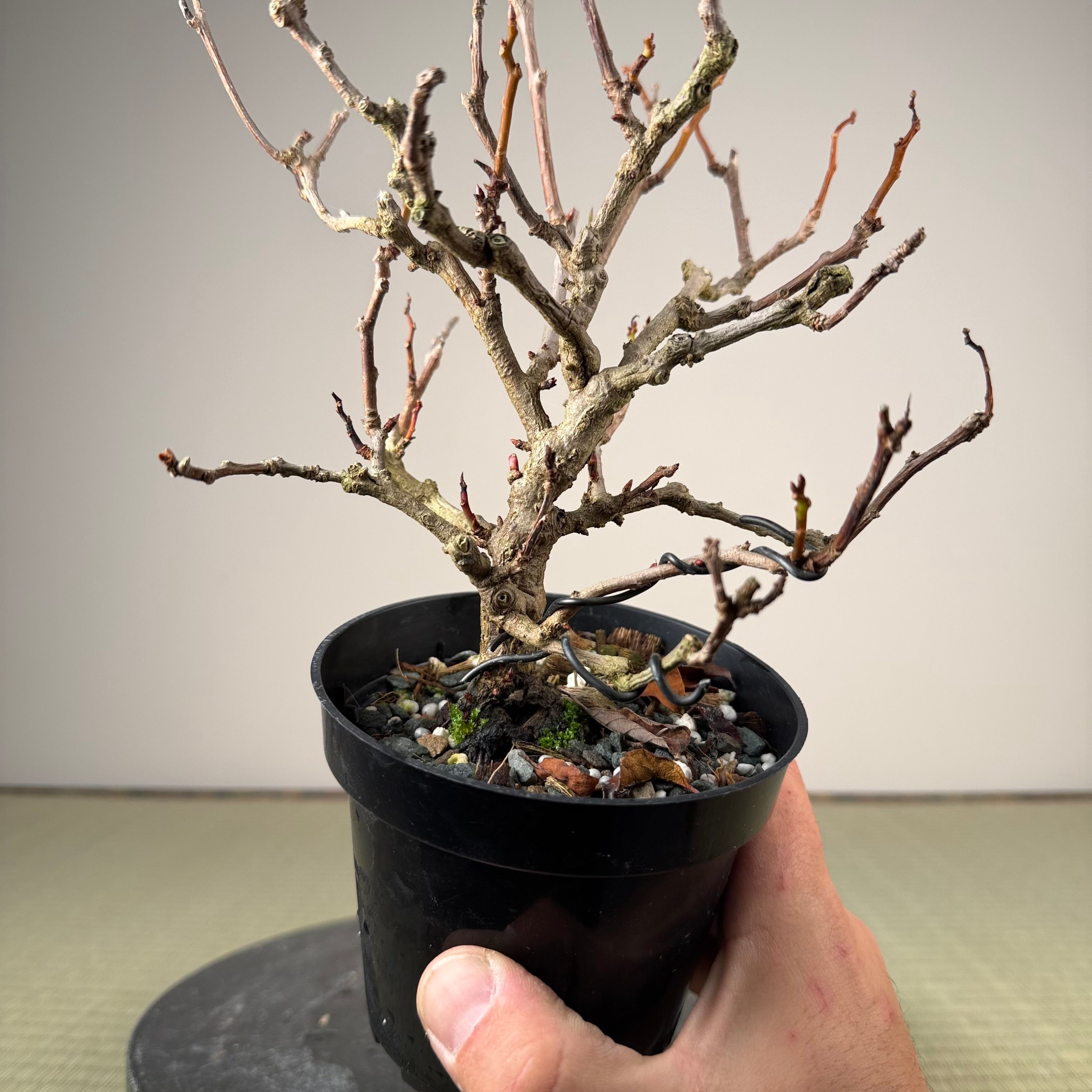 Kadsura japonica