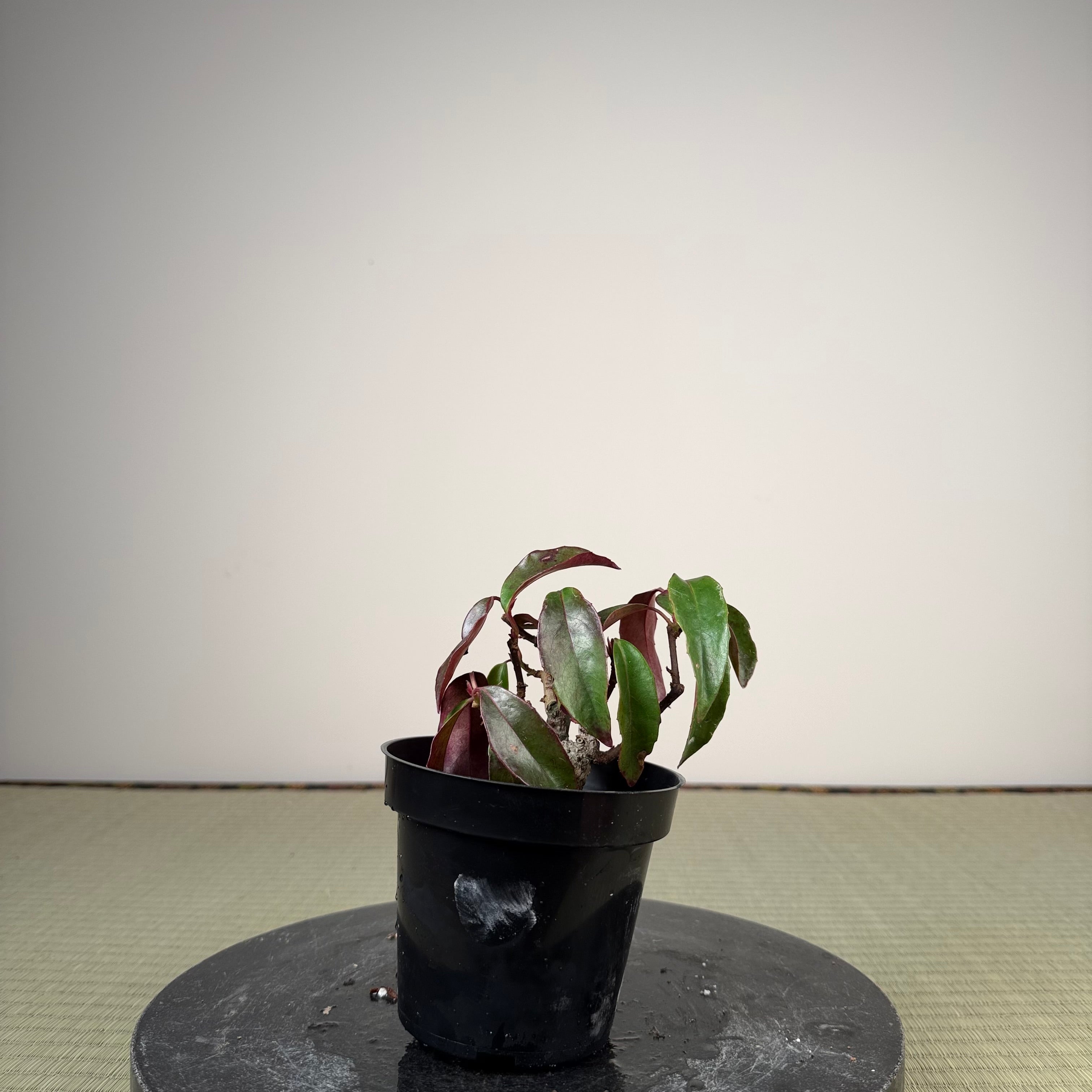 Kadsura japonica