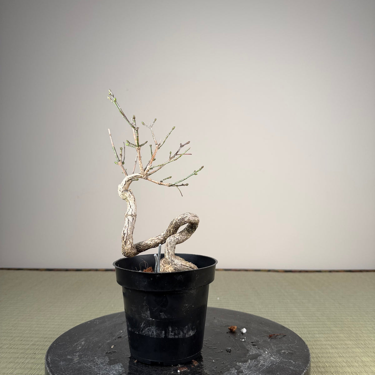 Euonymus