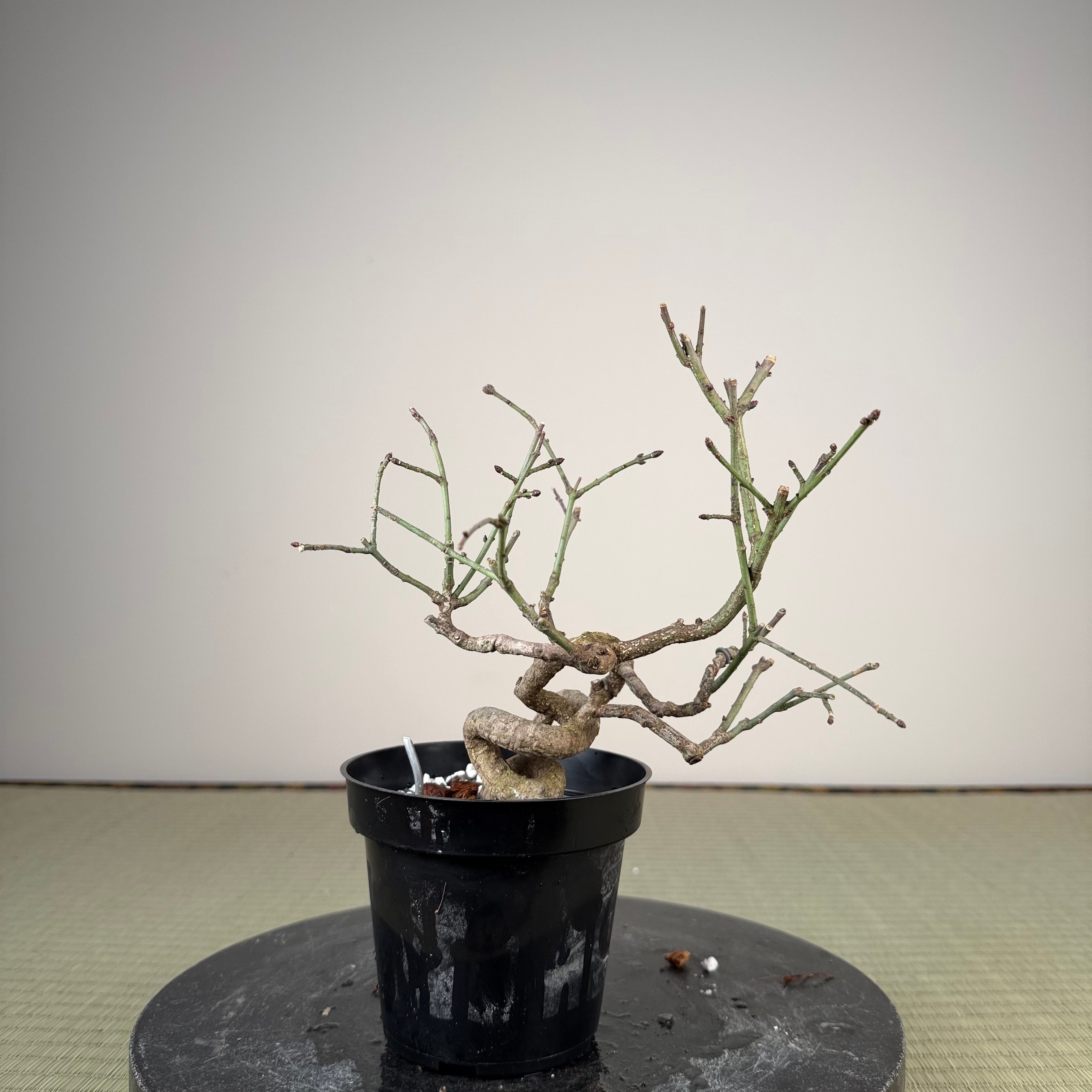 Euonymus