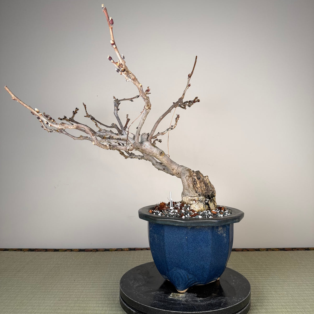 Wisteria floribunda