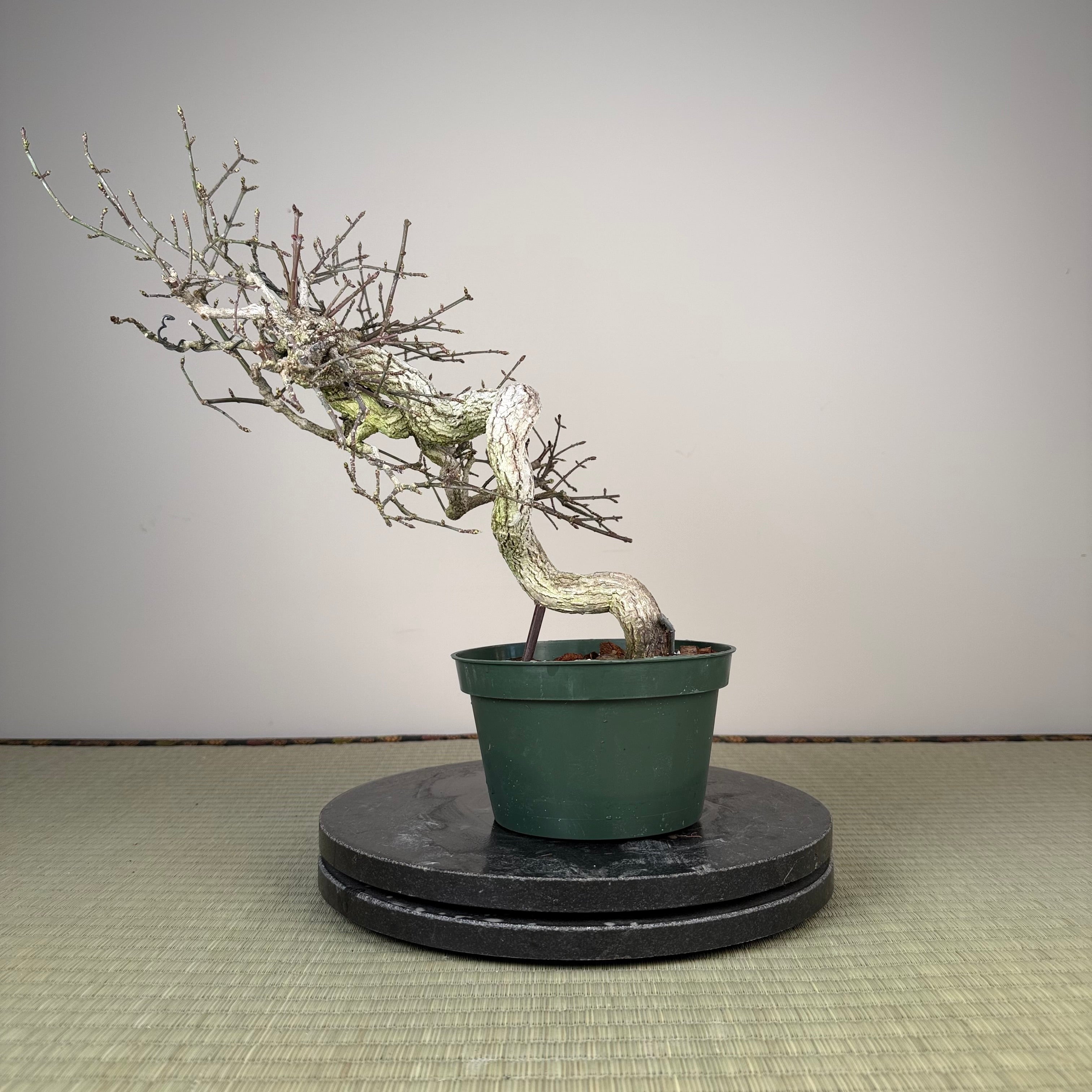 Euonymus