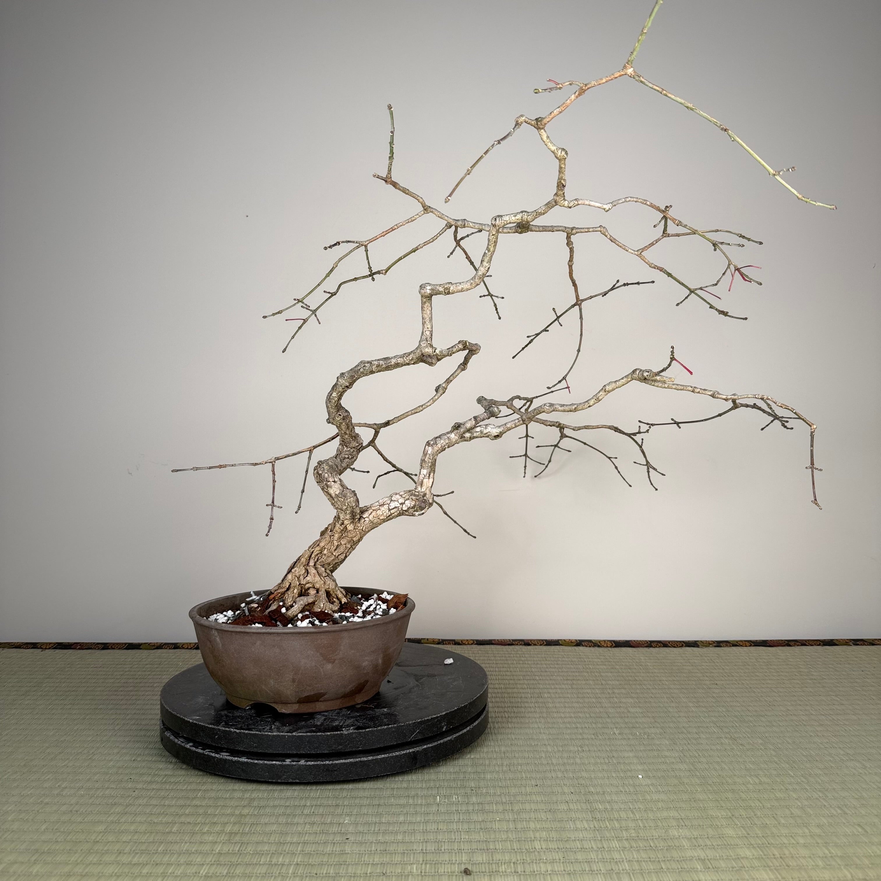 Euonymus