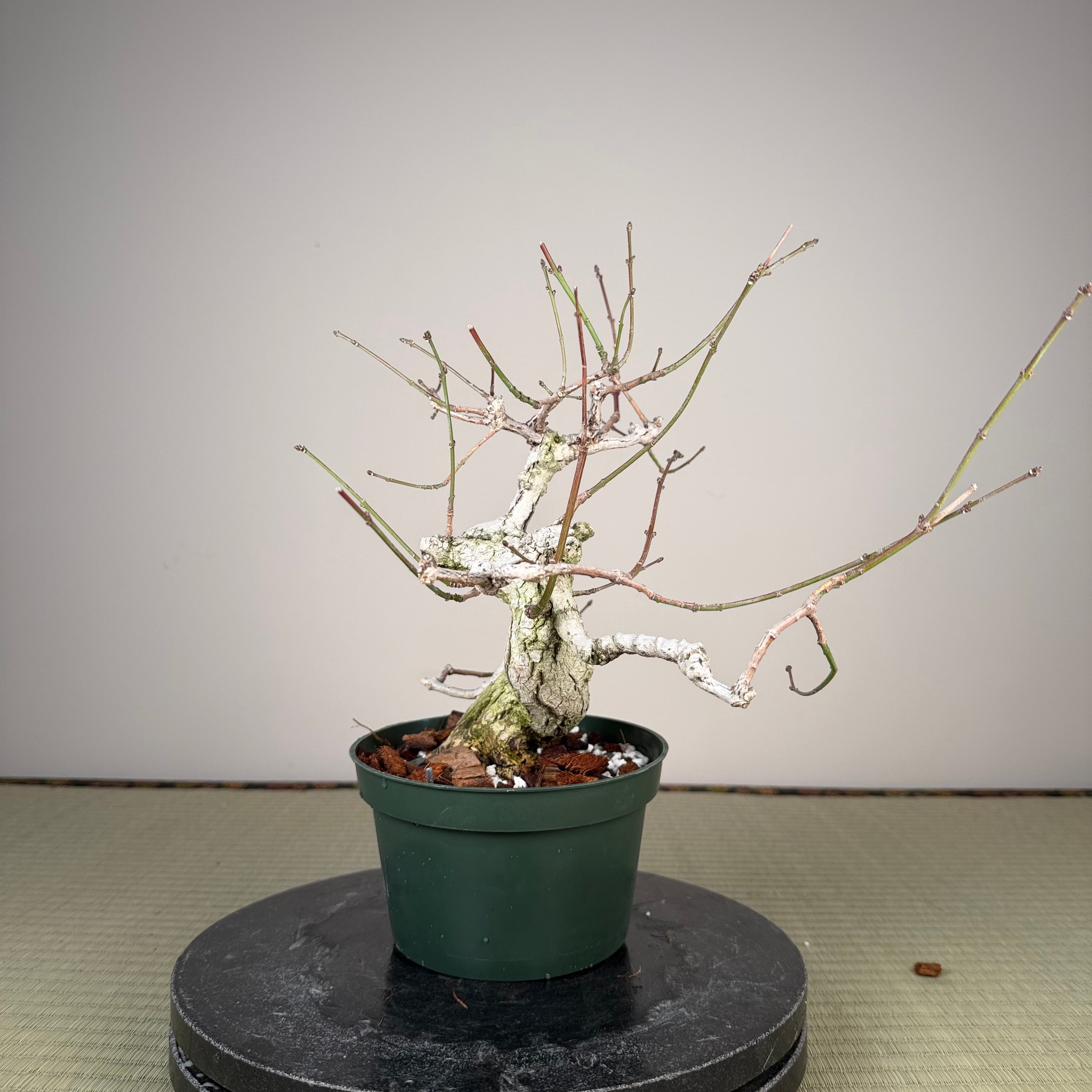 Euonymus