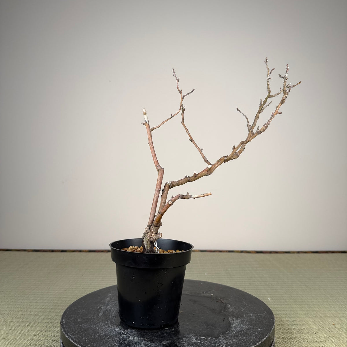 Berchemia racemosa