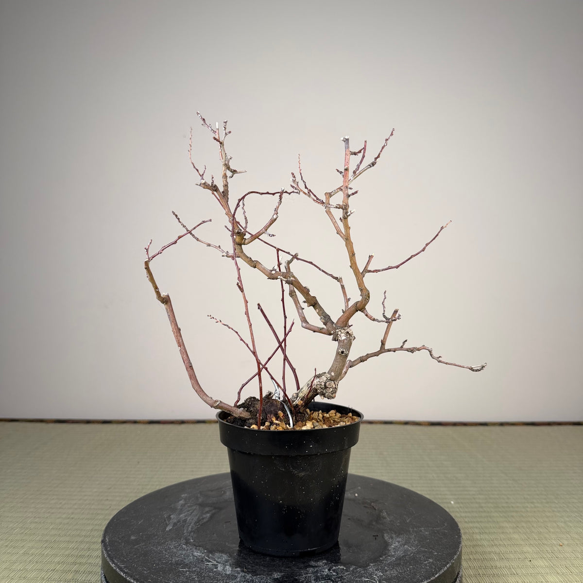 Berchemia racemosa