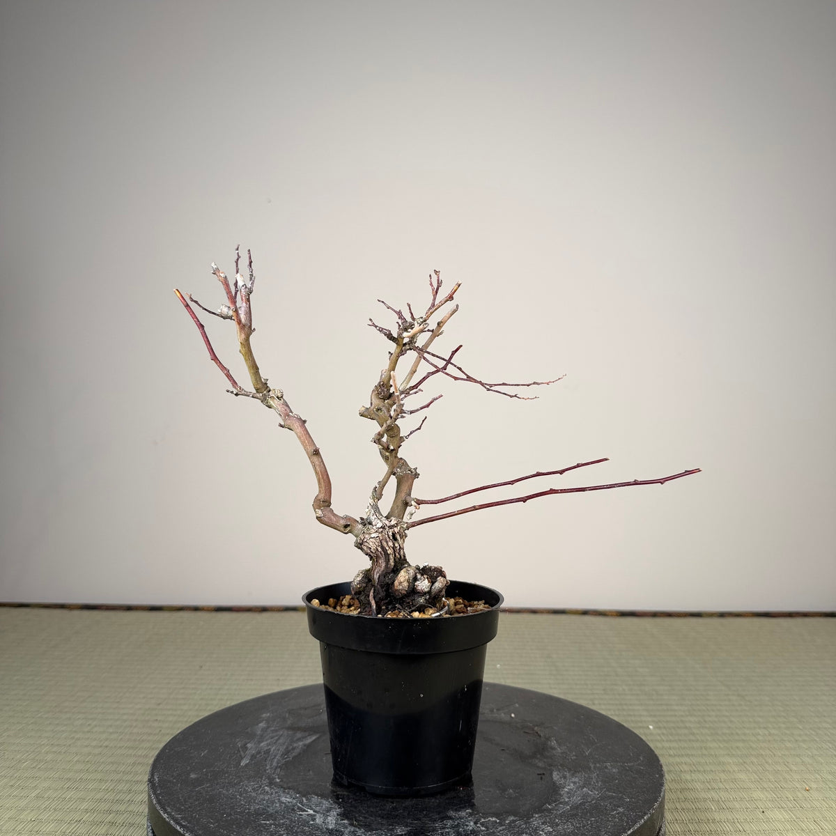 Berchemia racemosa