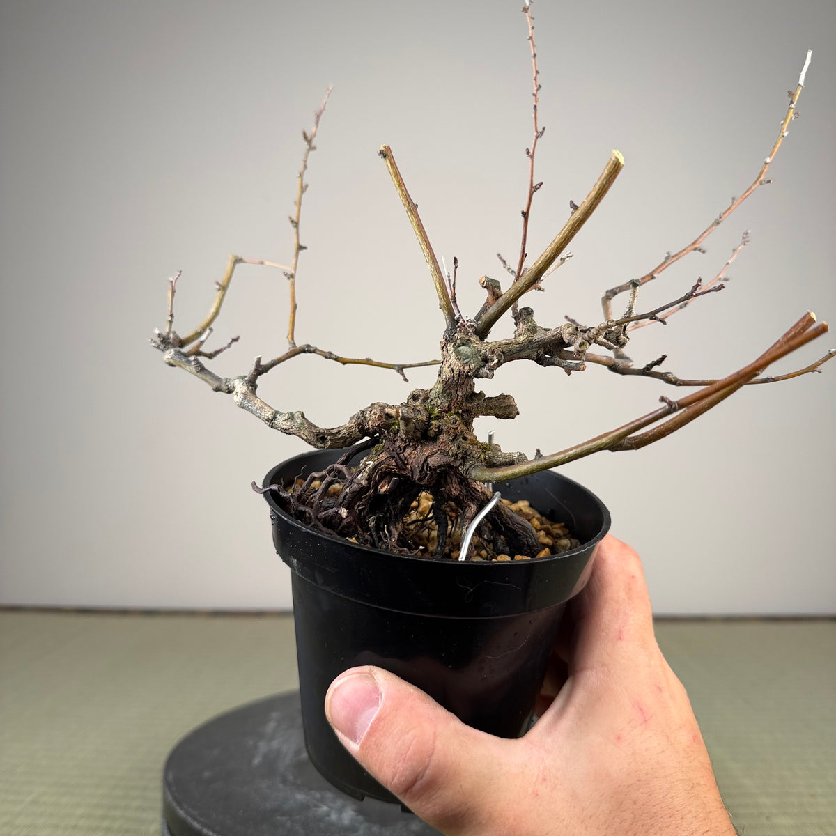 Berchemia racemosa