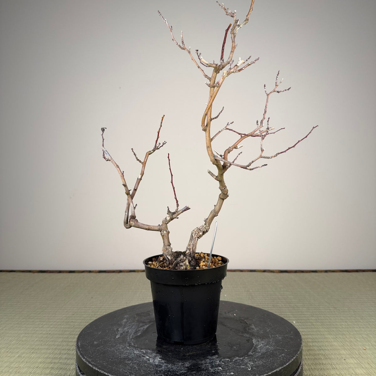 Berchemia racemosa