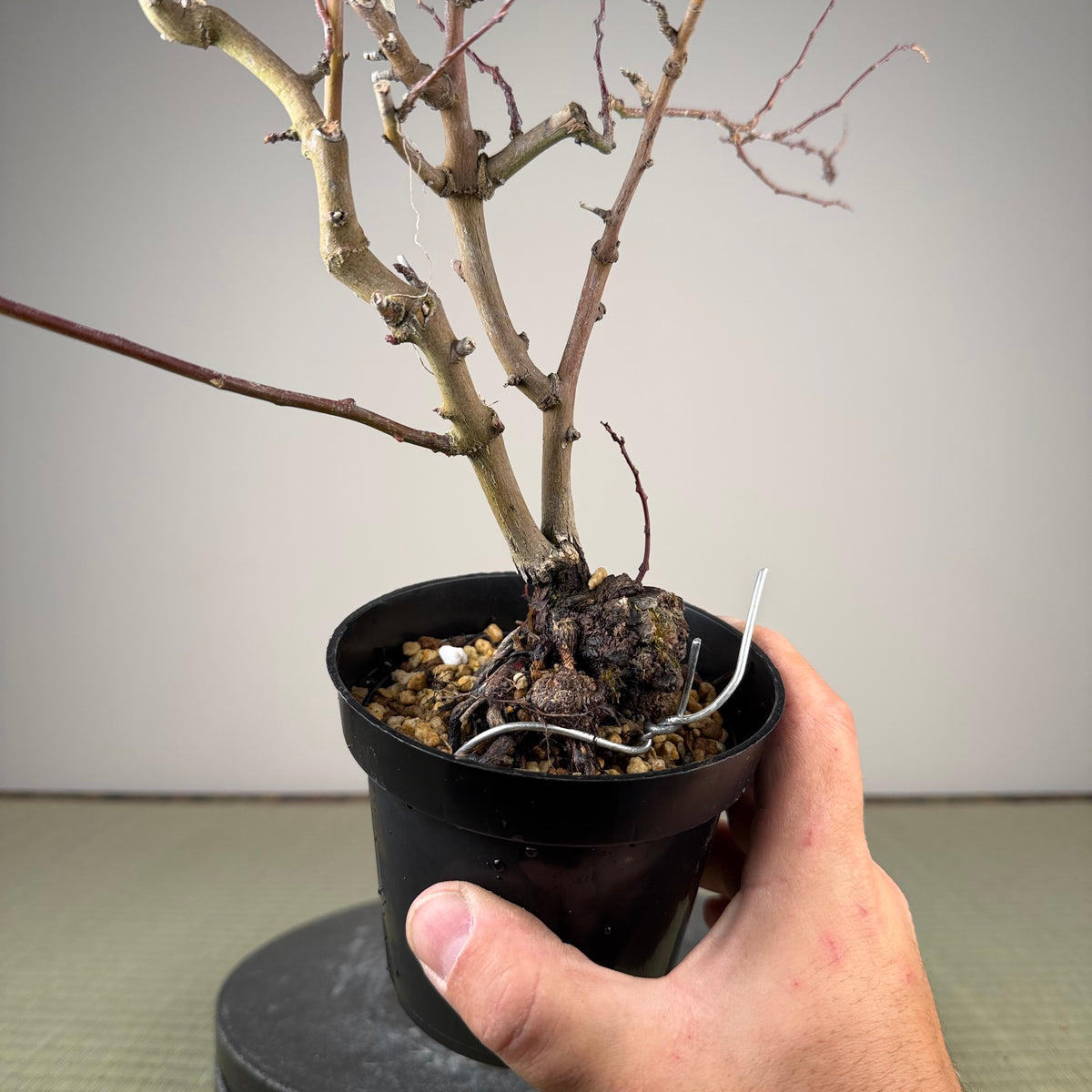 Berchemia racemosa