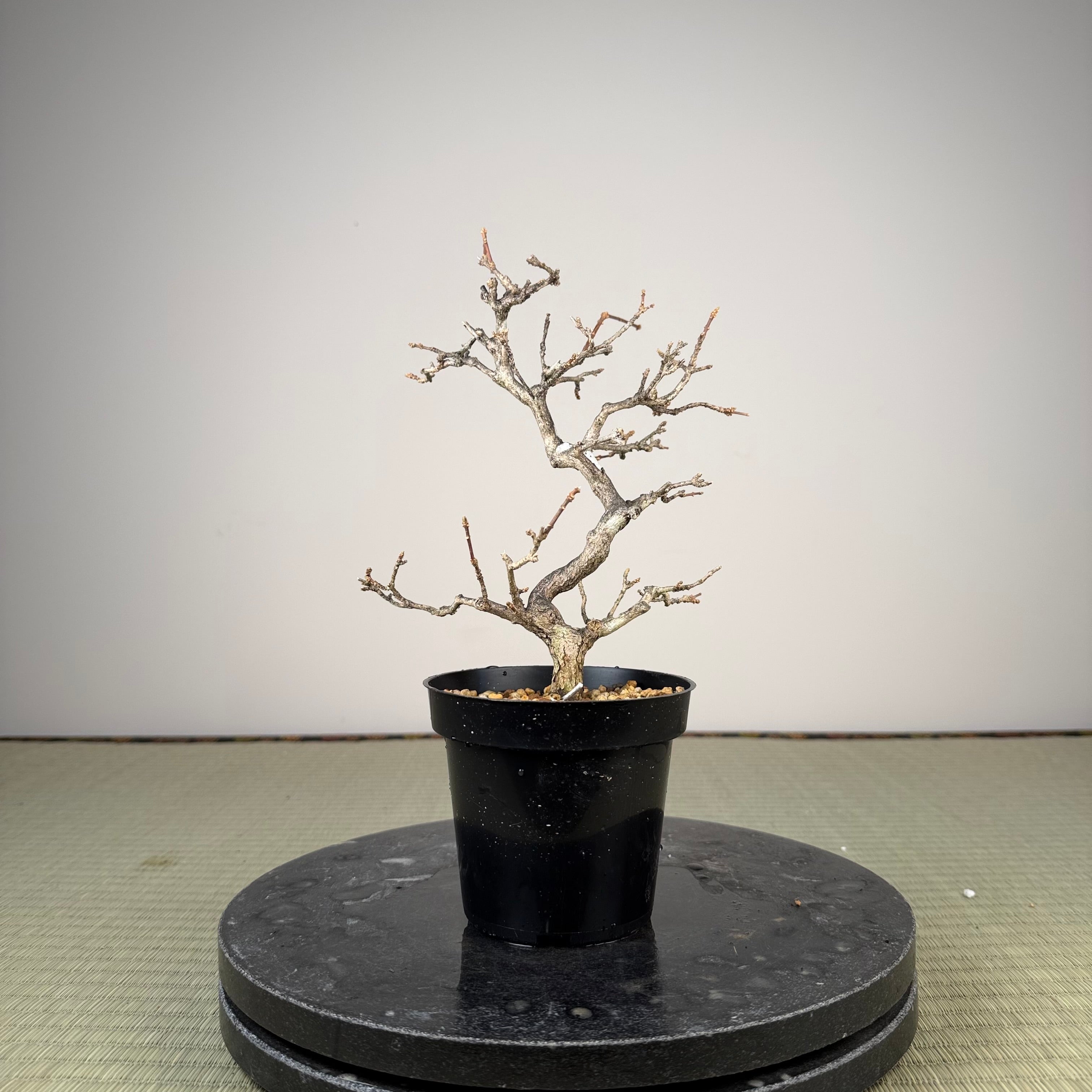 Premna japonica