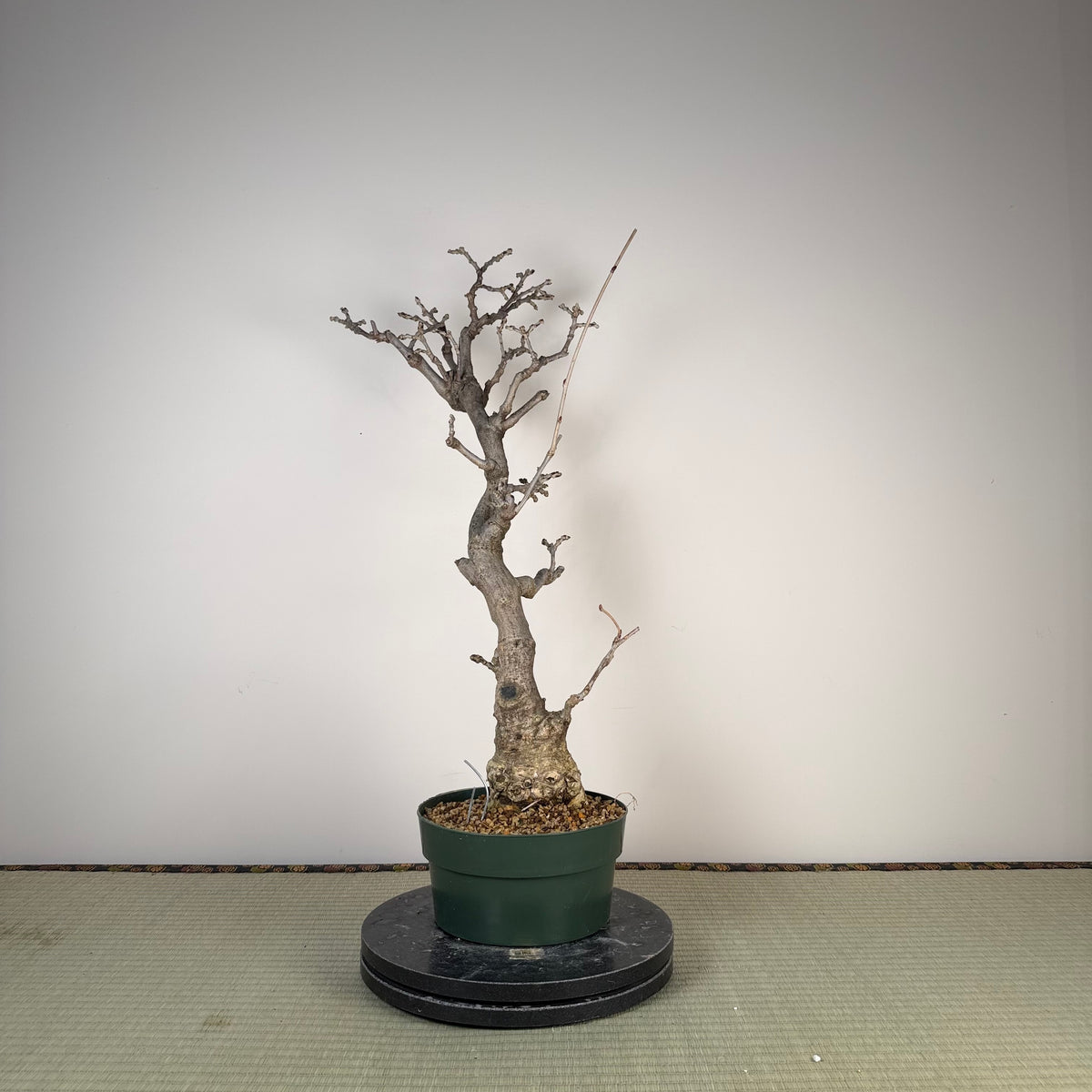Wisteria floribunda