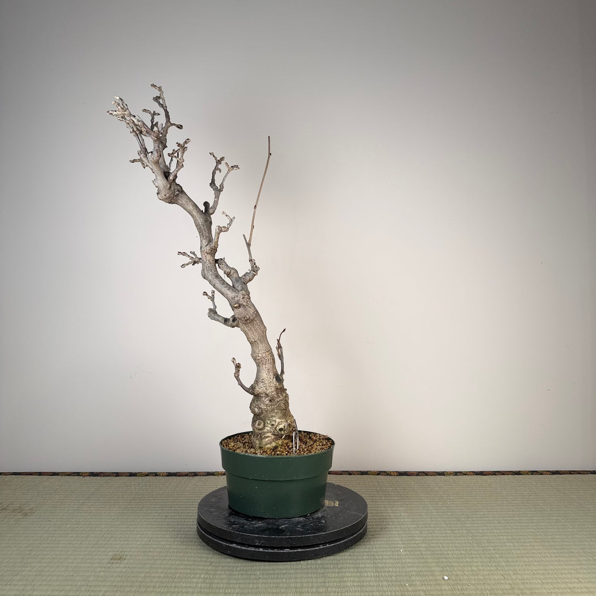 Wisteria floribunda