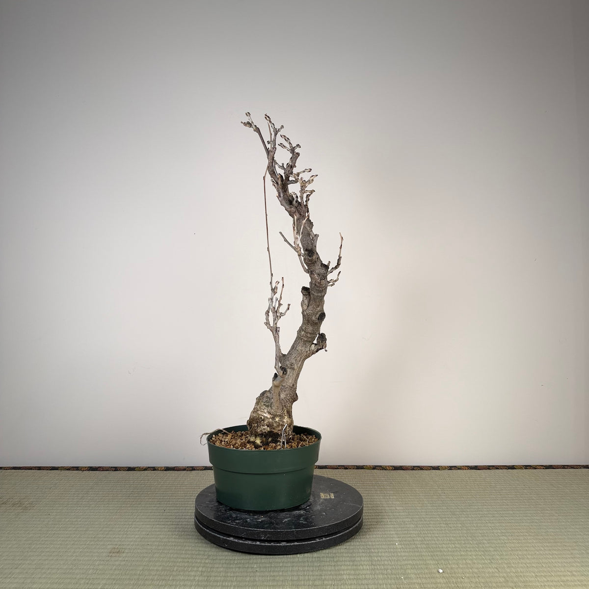 Wisteria floribunda
