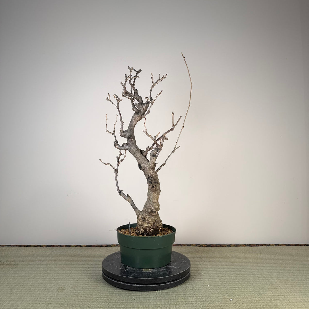 Wisteria floribunda