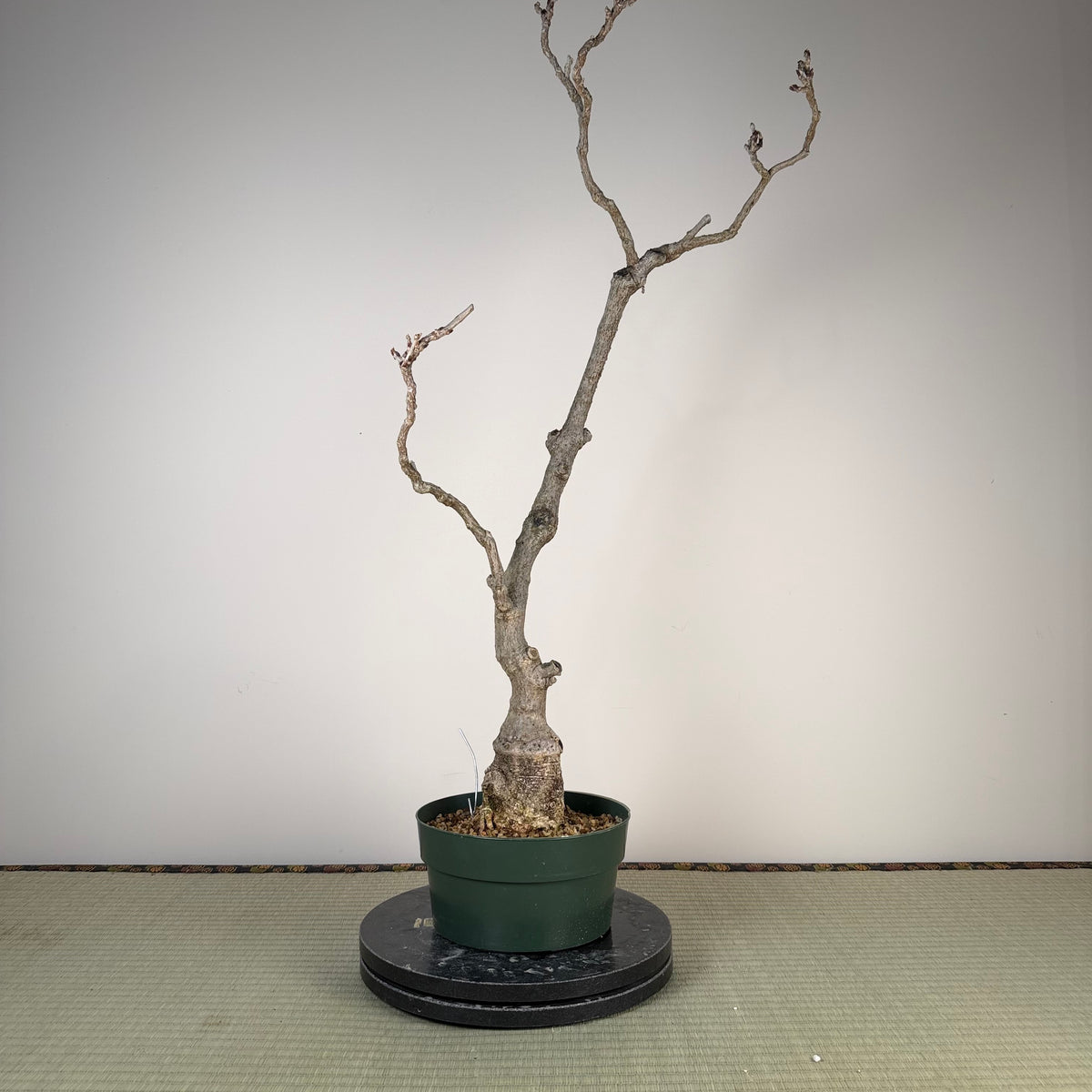 Wisteria floribunda