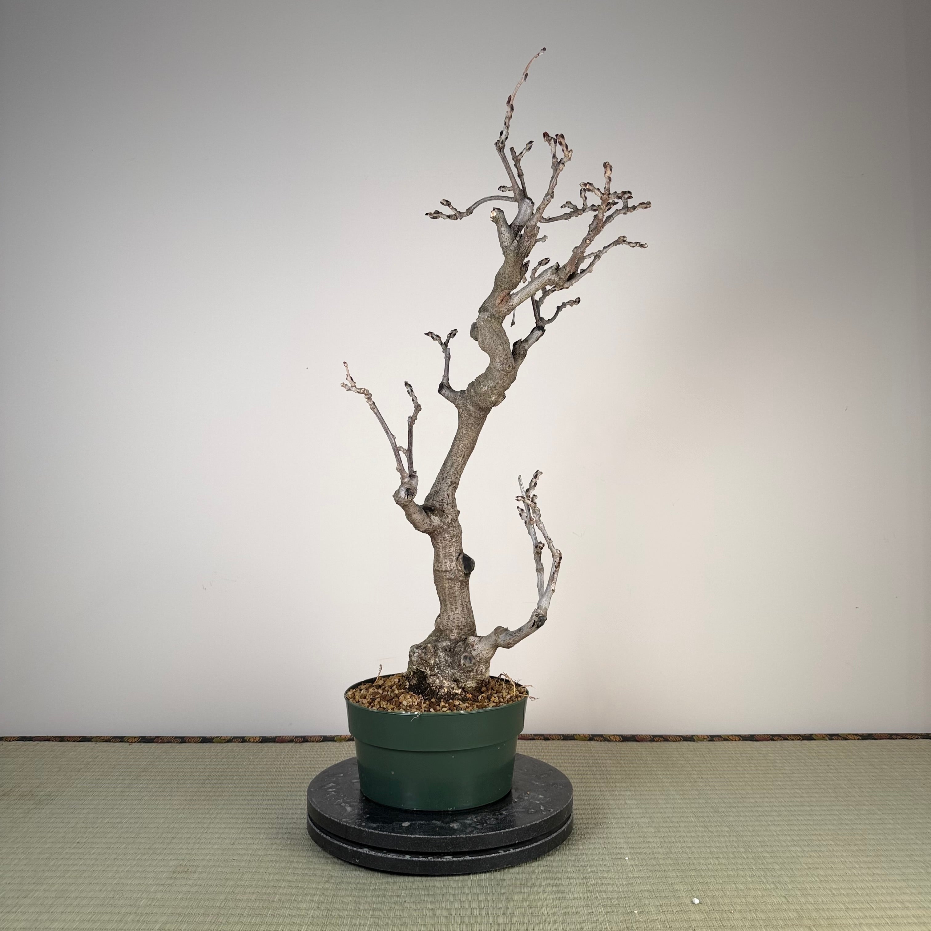 Wisteria floribunda