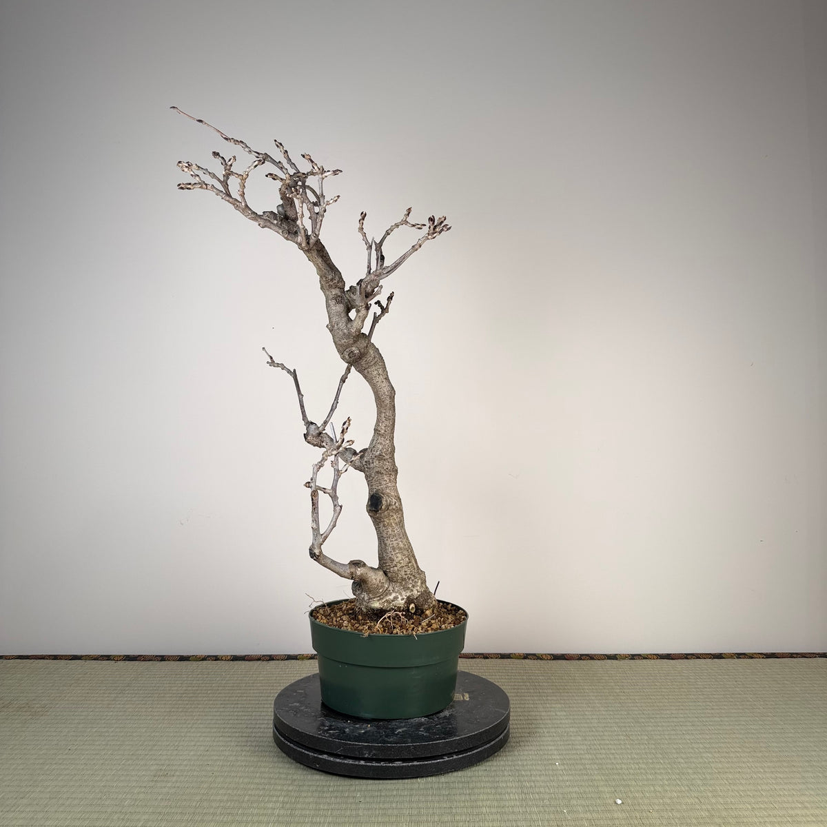 Wisteria floribunda