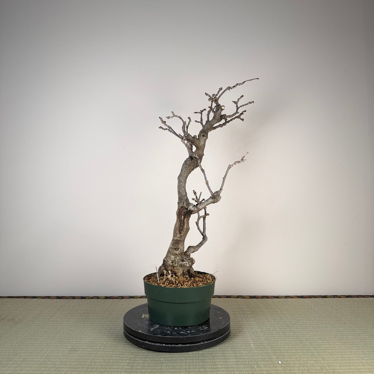 Wisteria floribunda