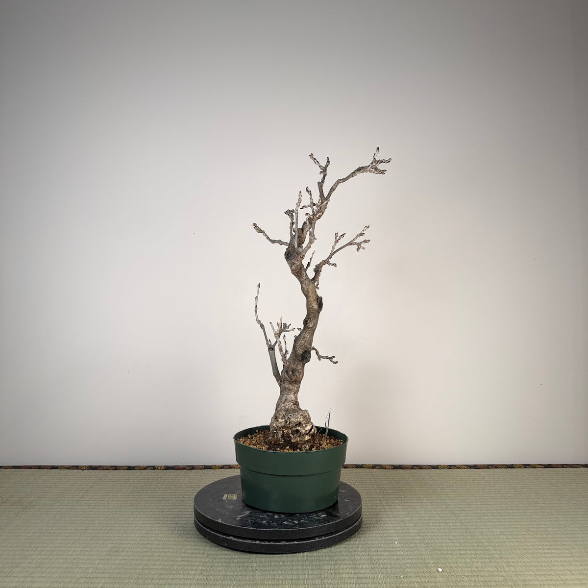 Wisteria floribunda