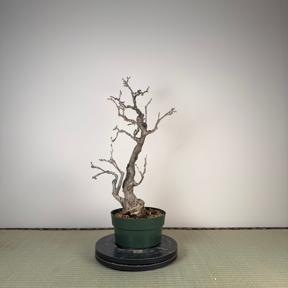 Wisteria floribunda