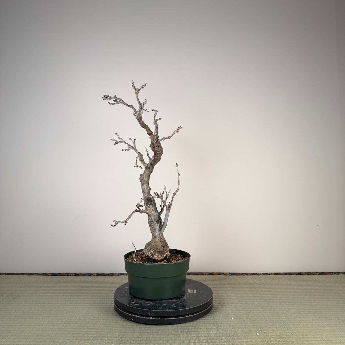 Wisteria floribunda
