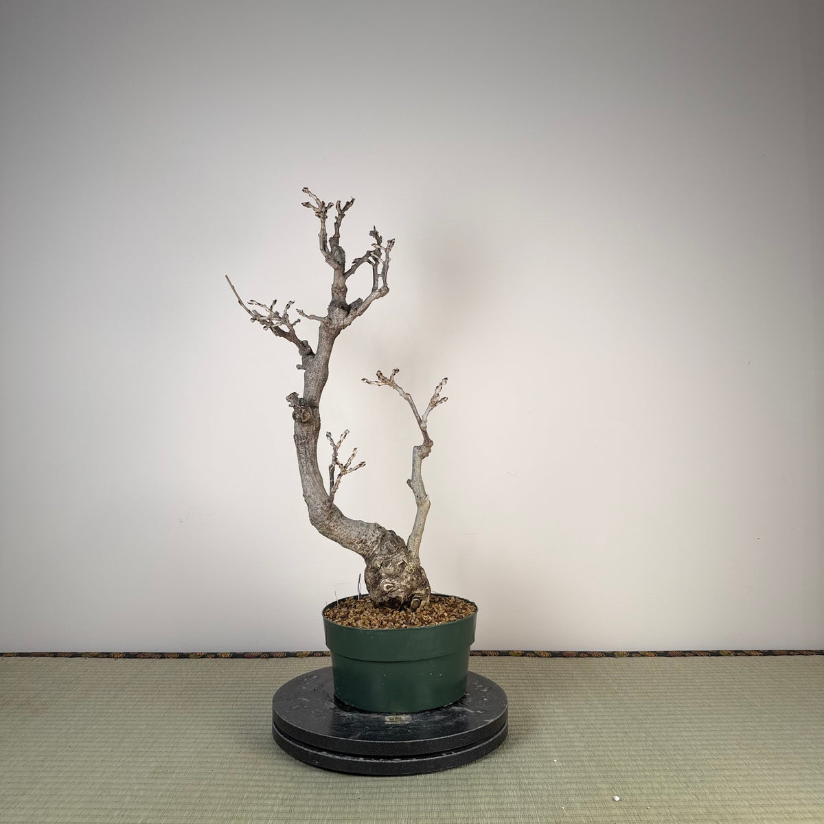 Wisteria floribunda