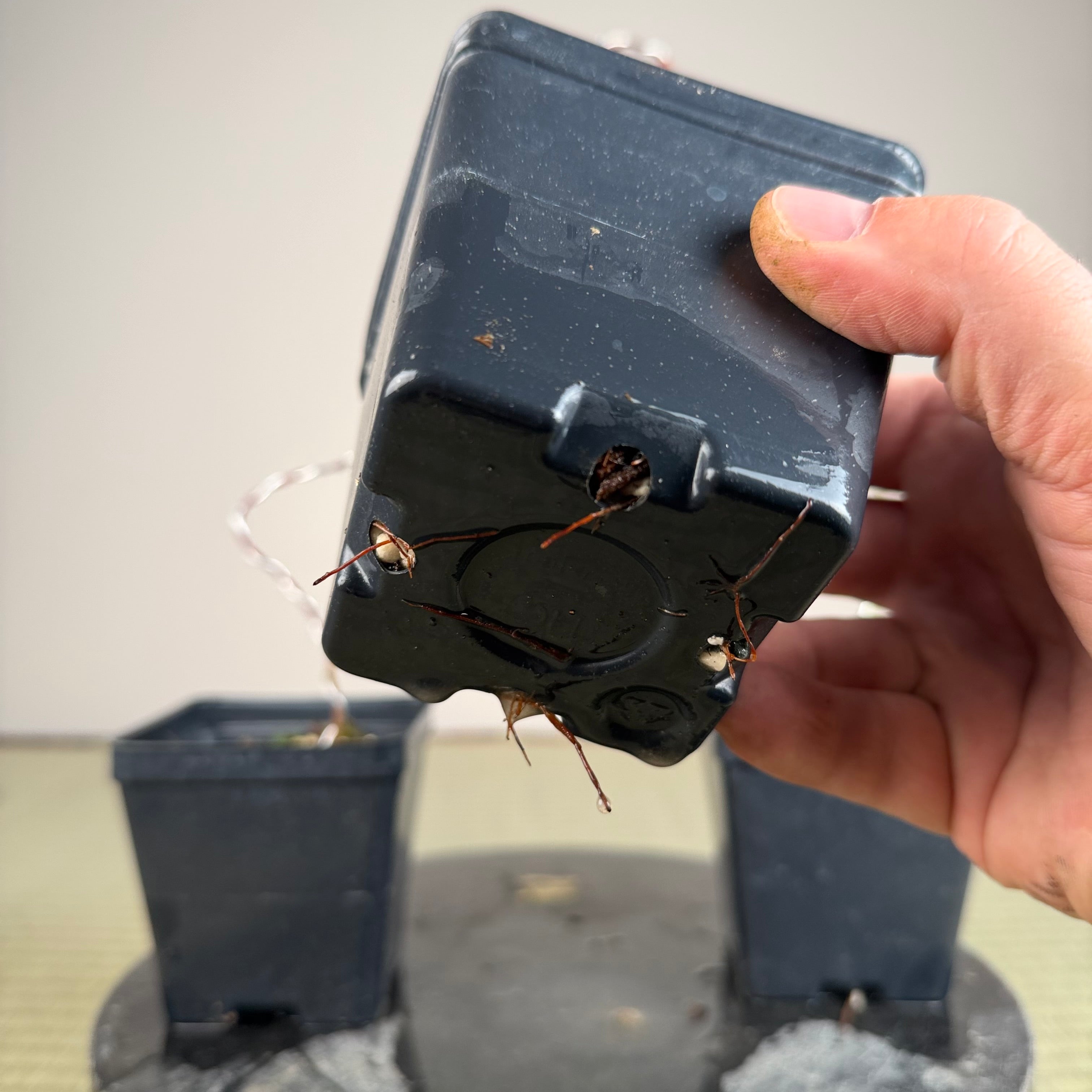 Acer palmatum 'Yves' Petites Feuiles' (wired)