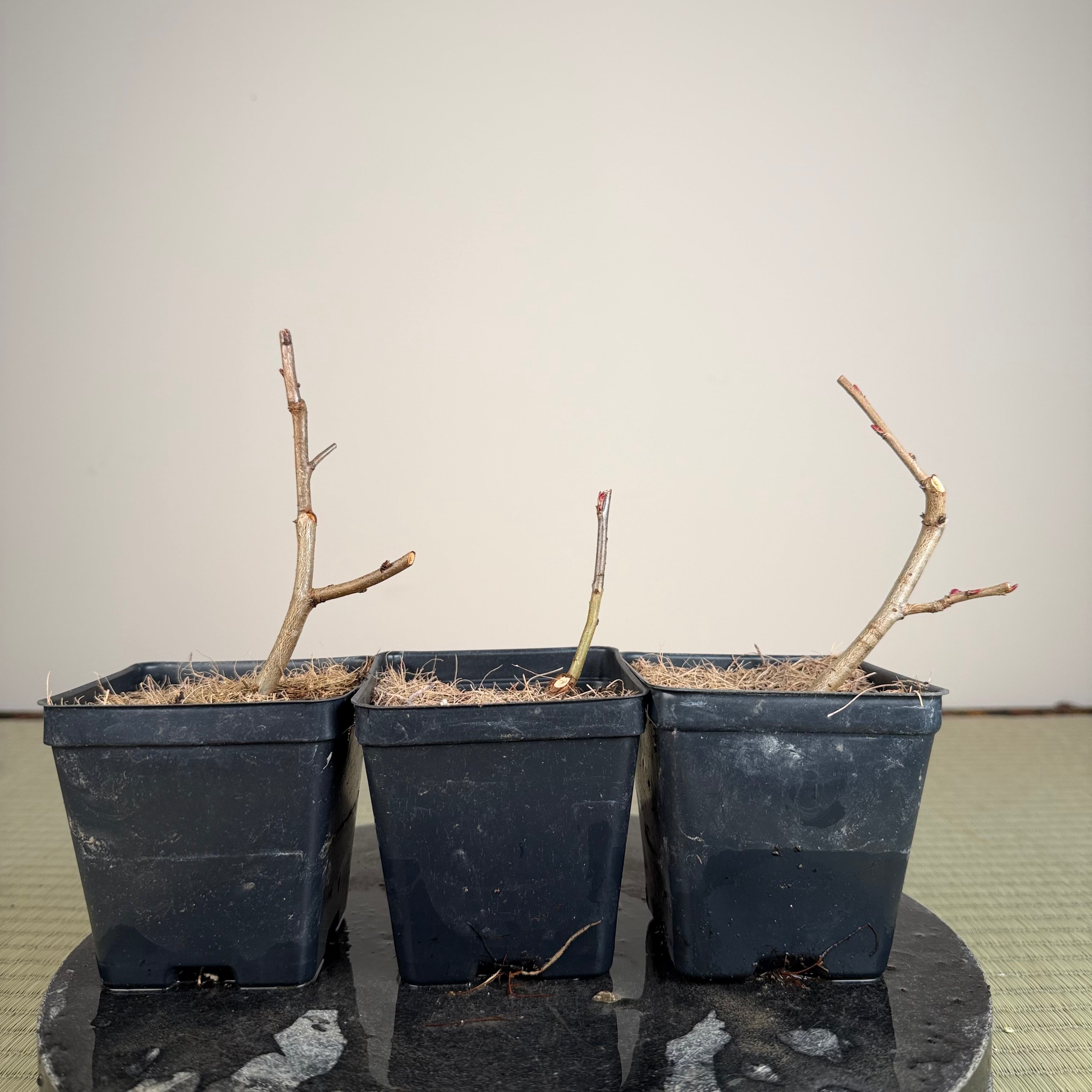 Malus hupehensis