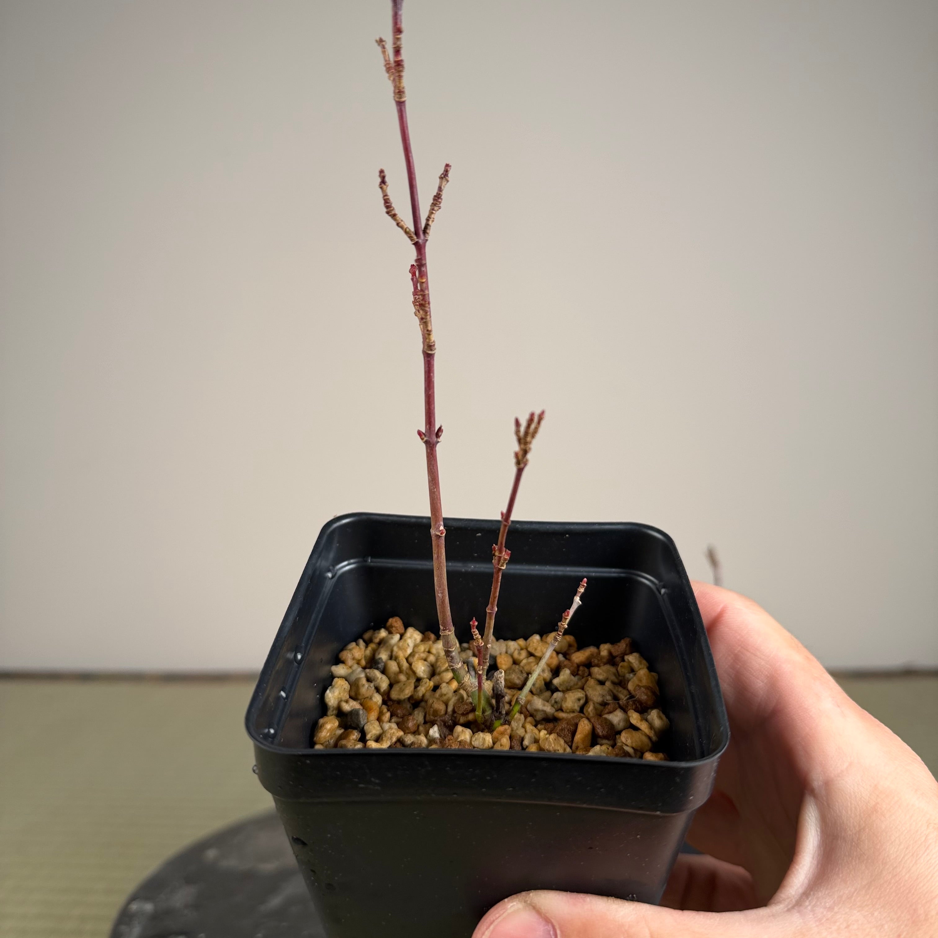 Acer palmatum 'Orihime'