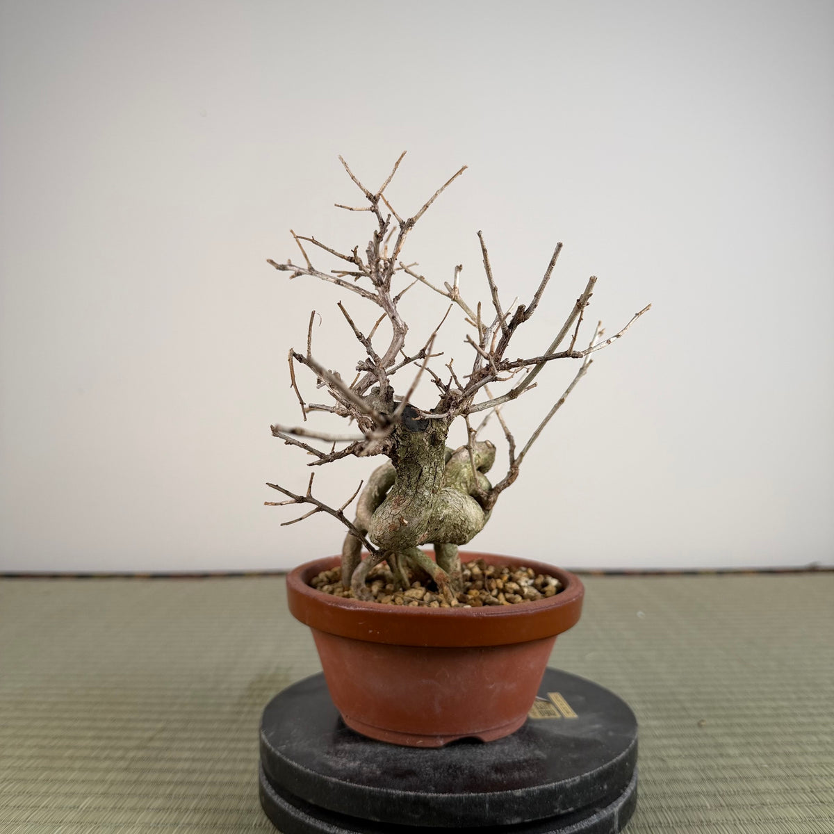 Symplocos sawafutagi