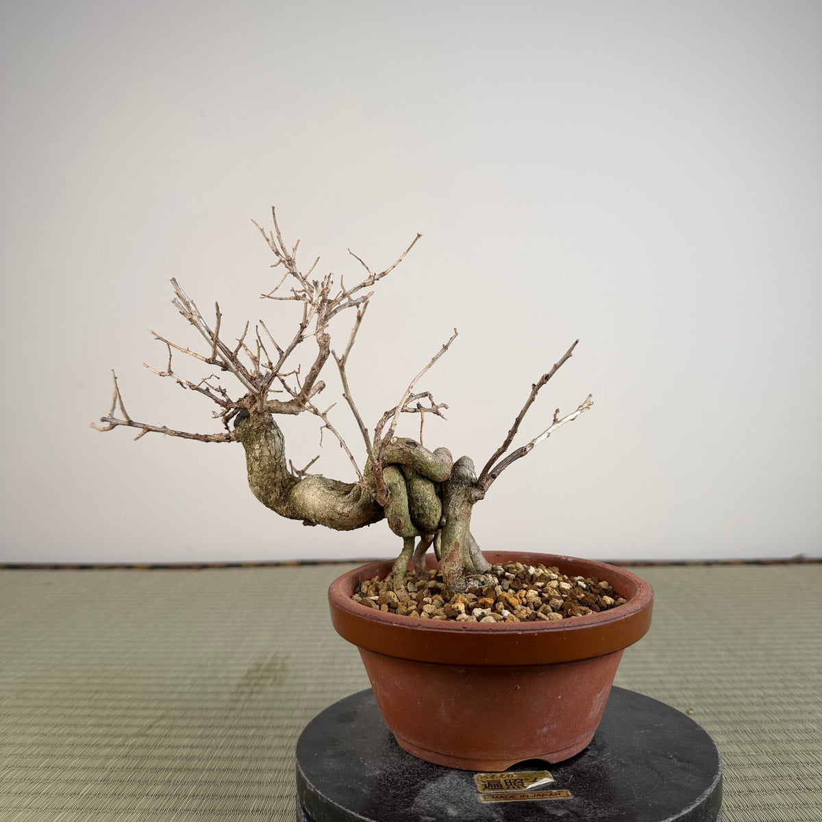 Symplocos sawafutagi